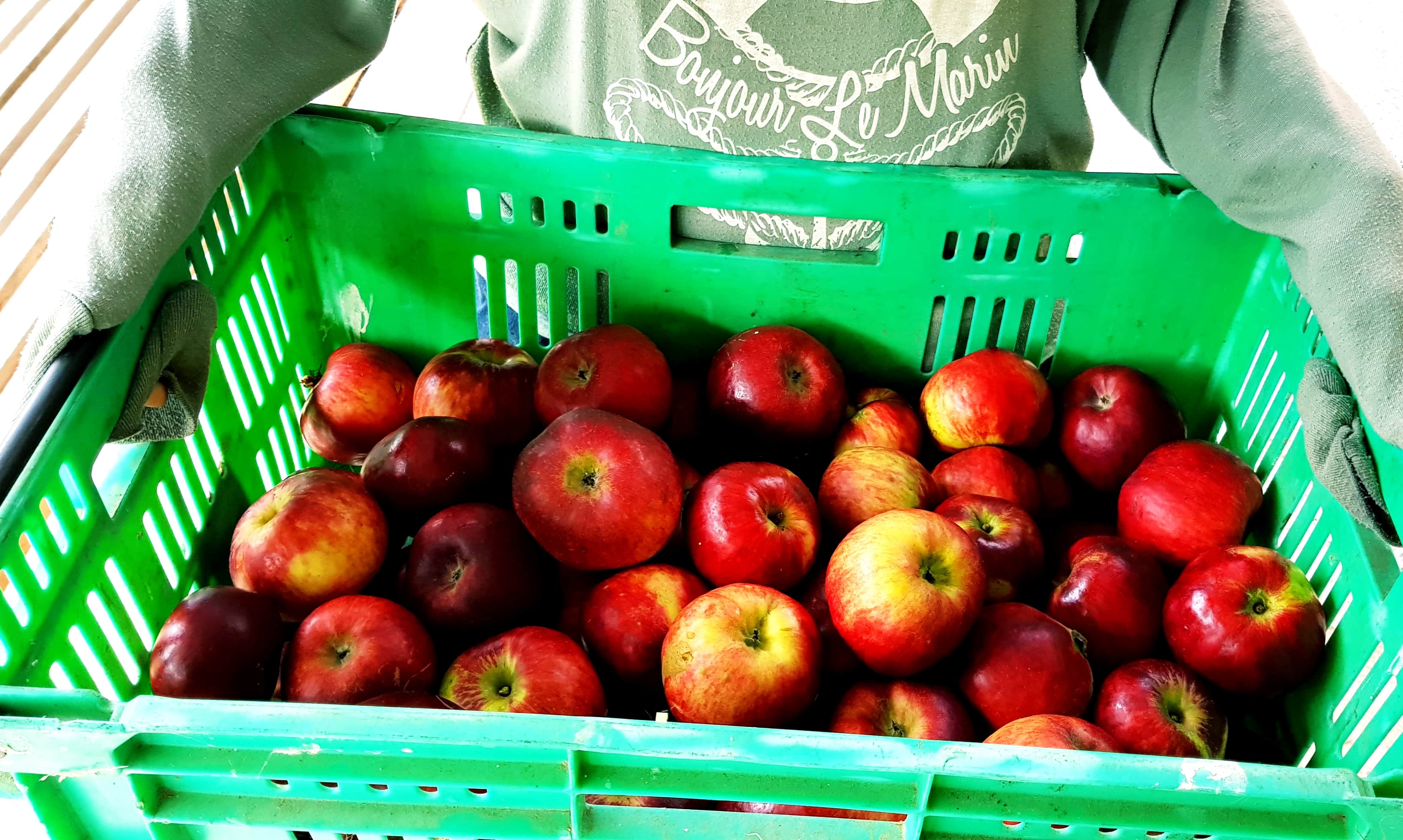 10kg Hetlina apples at Ediblebackyard