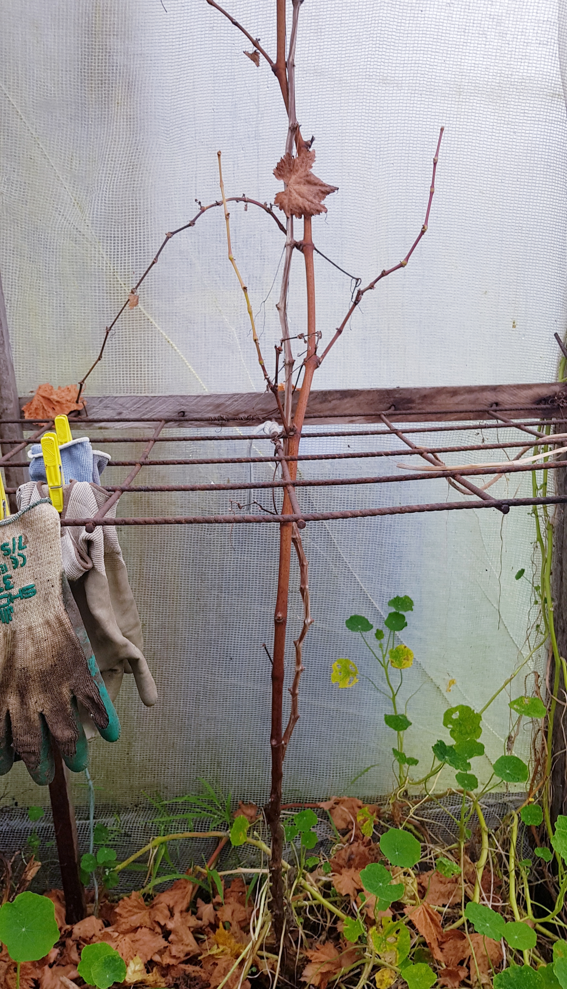 2 year old greenhouse grape before pruning - 2 leaders