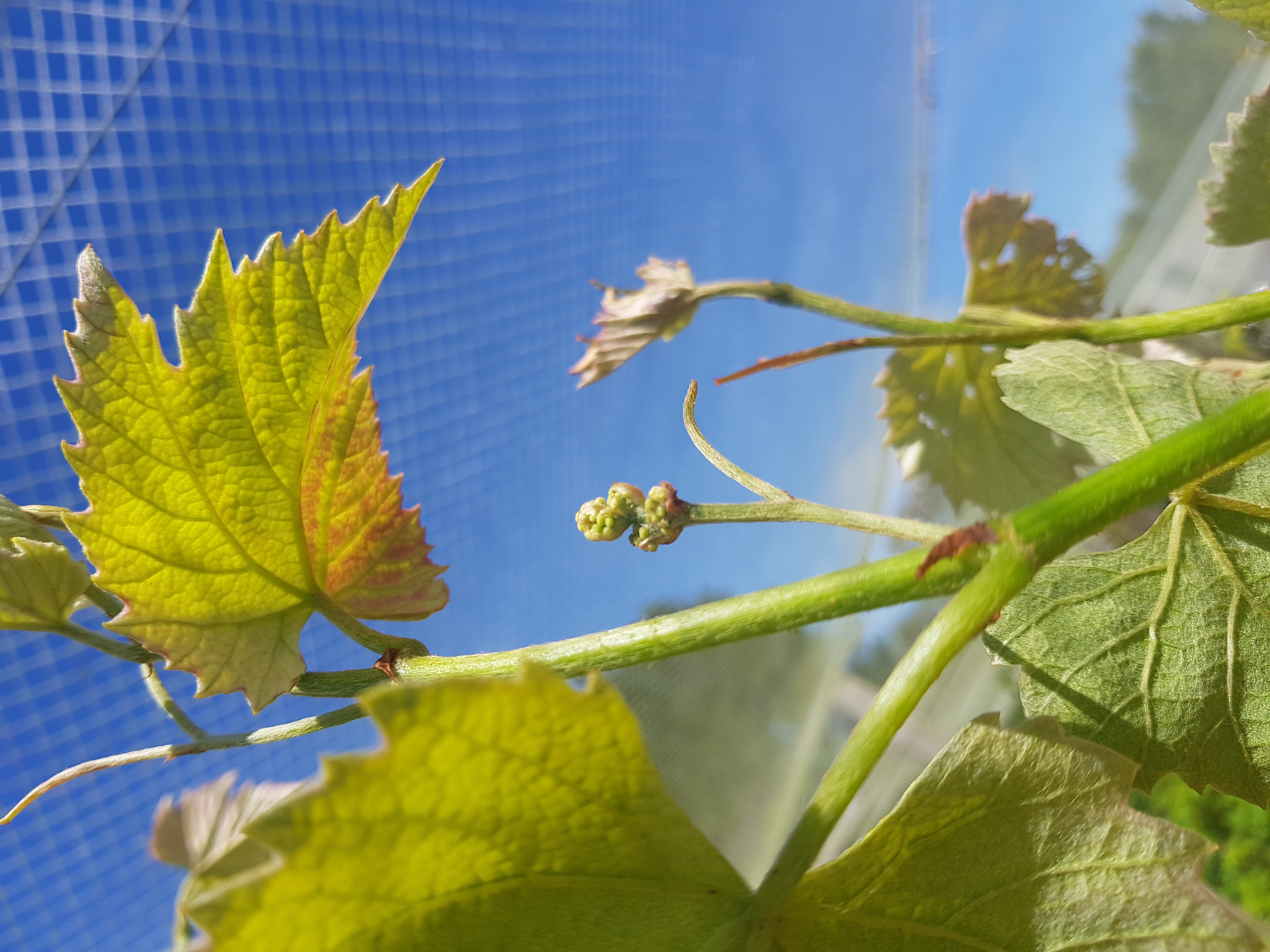 new grapes
