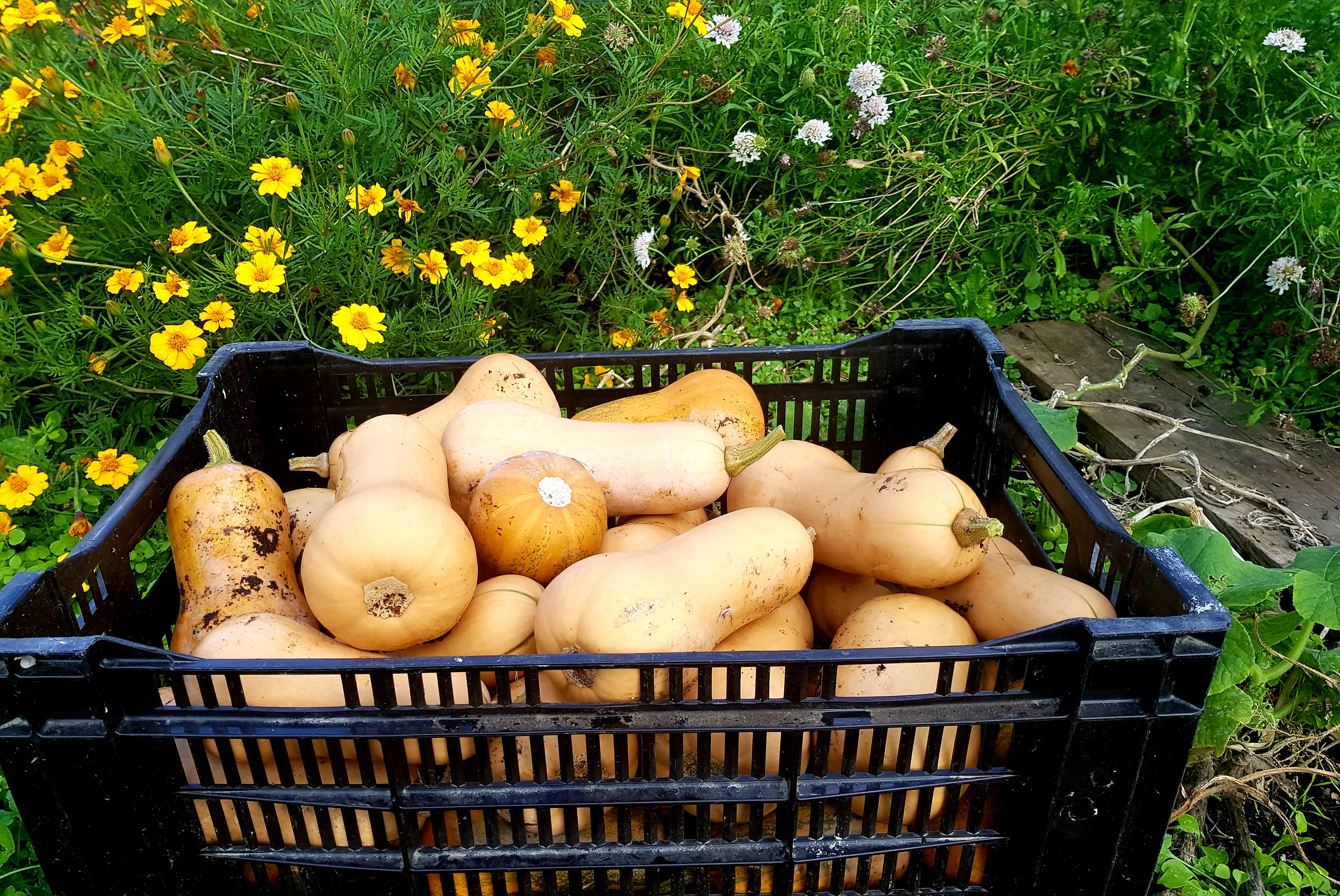 butternut harvest