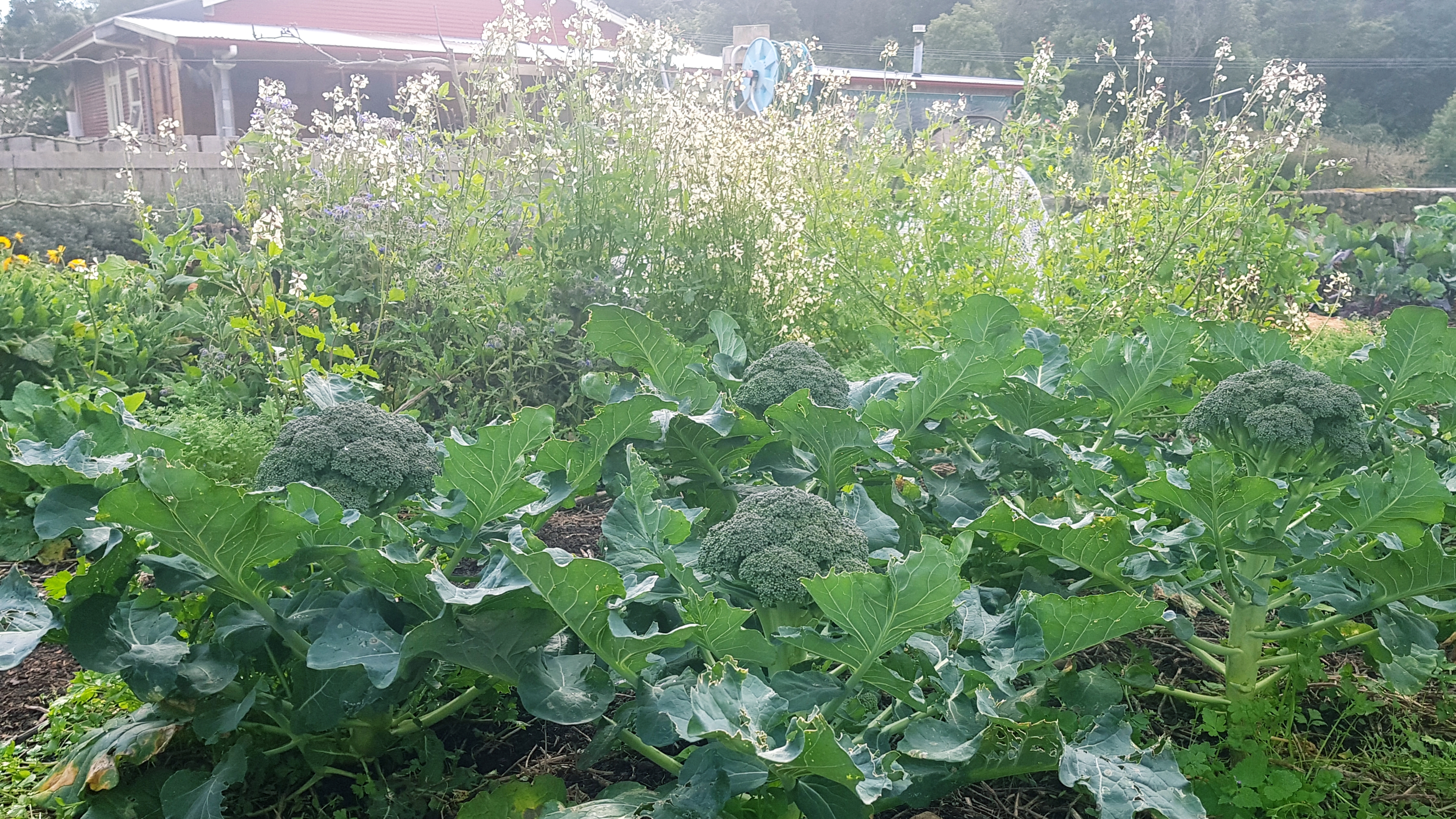 broccoli bed