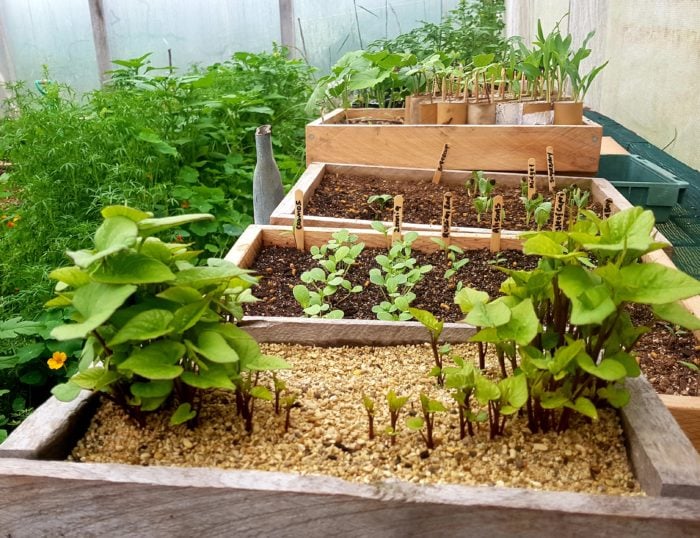 november seed raising