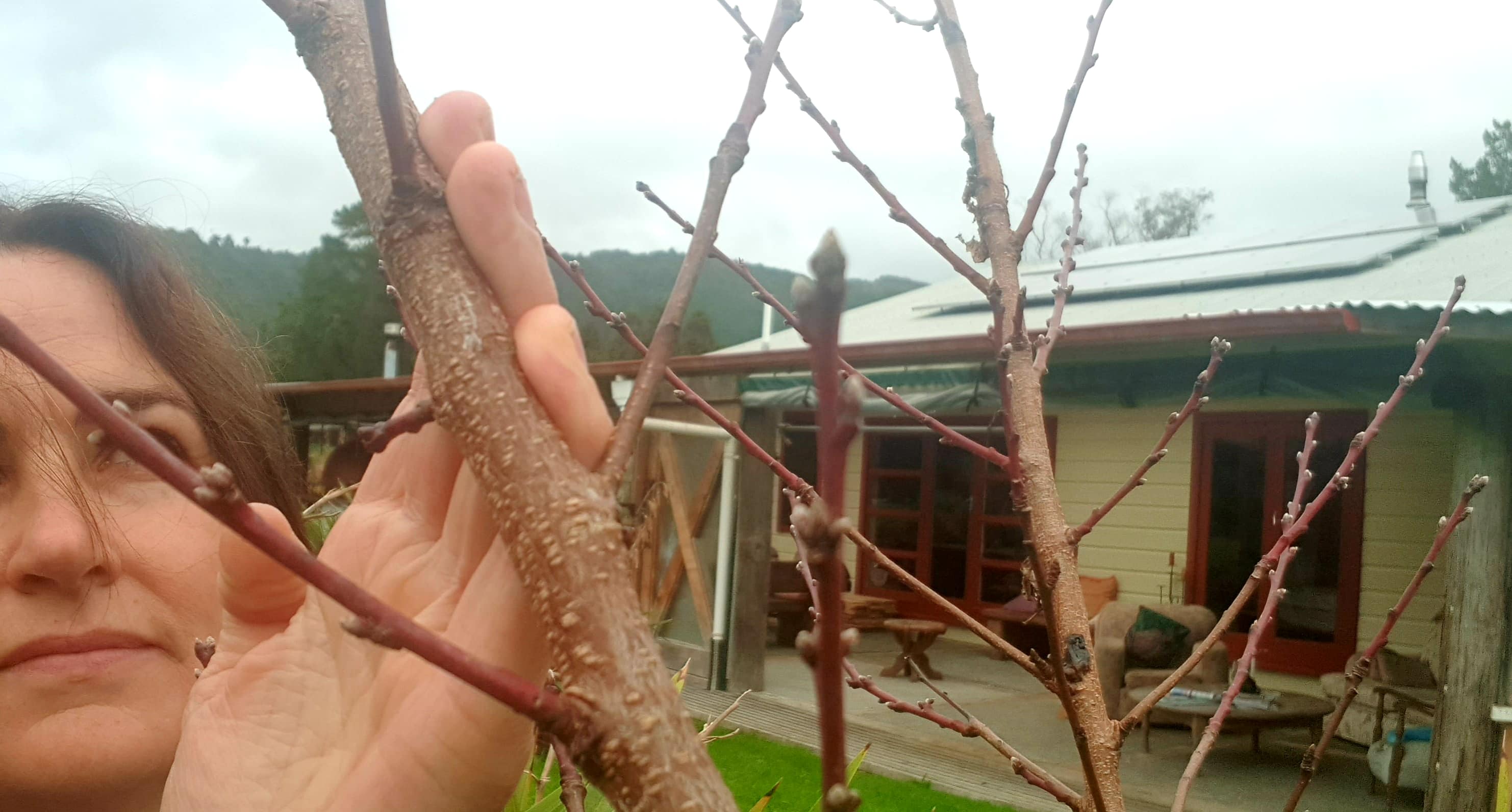 September Fruit Tree To-do List