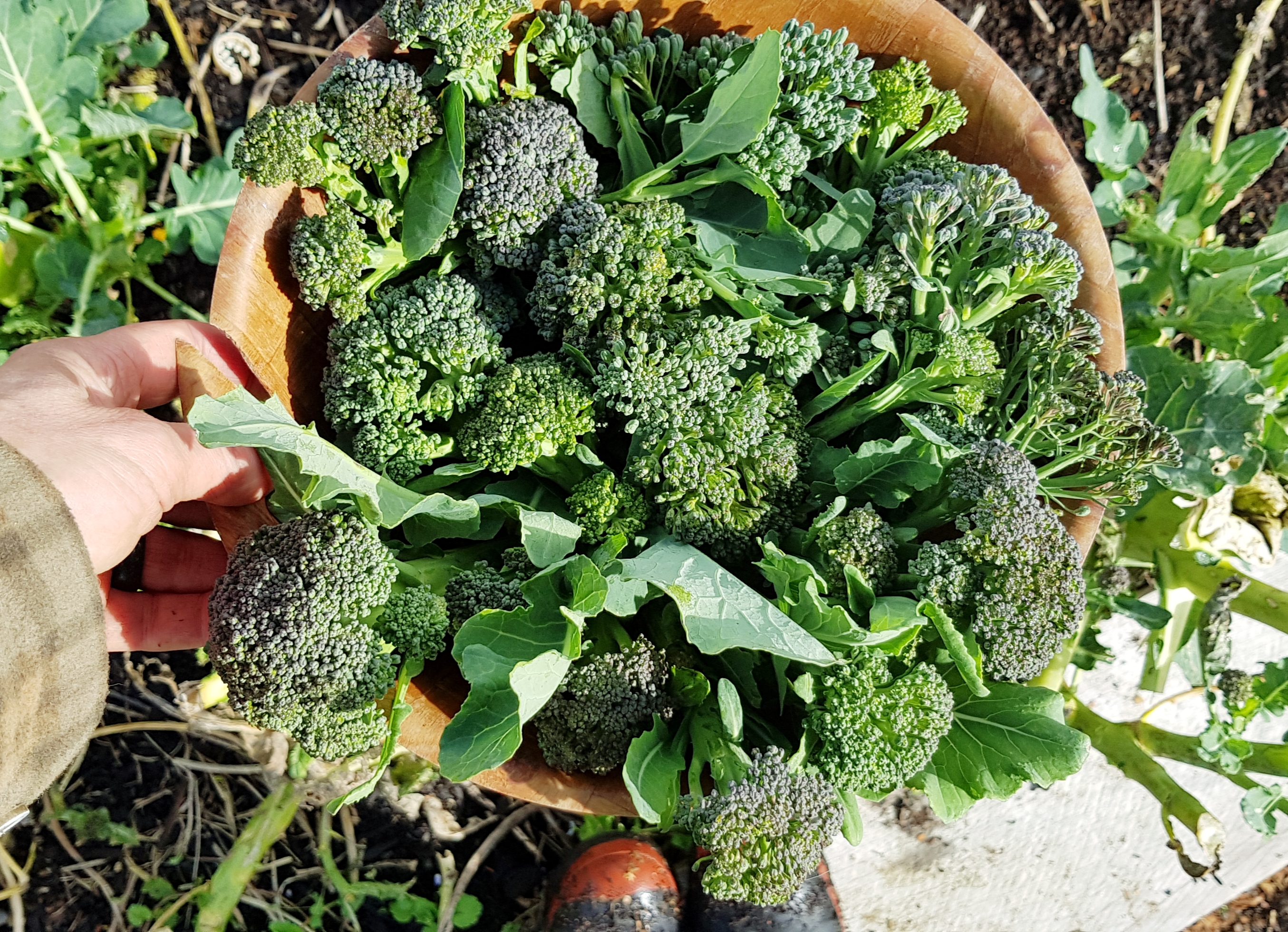 August in the Vegie Patch + Greenhouse
