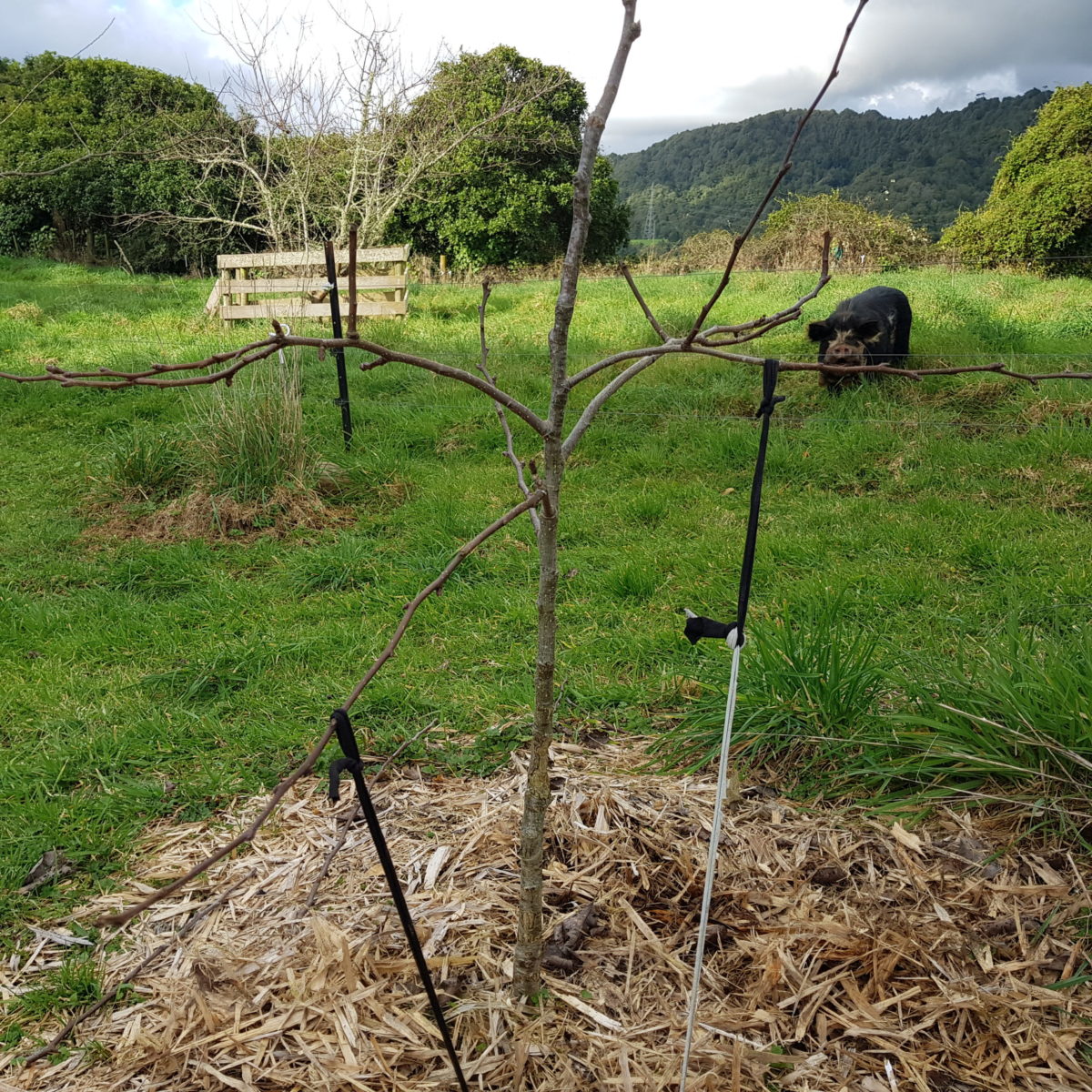 Training a young pear by tying down branches edible backyard nz