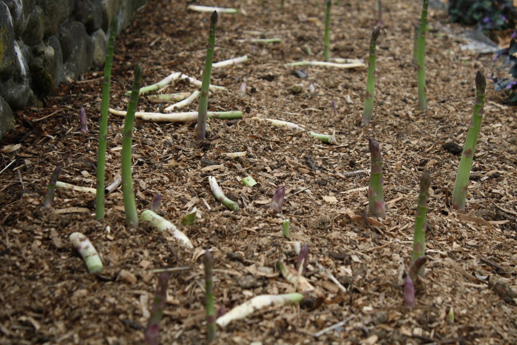 Asparagus mulched with a mixed woody mulch