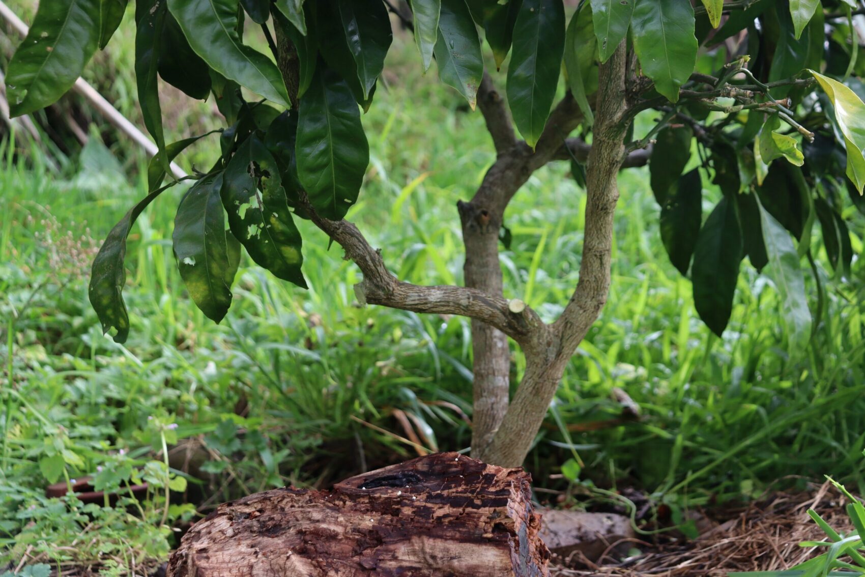 After pruning the mandarin- lower growth pruned back for good airflow