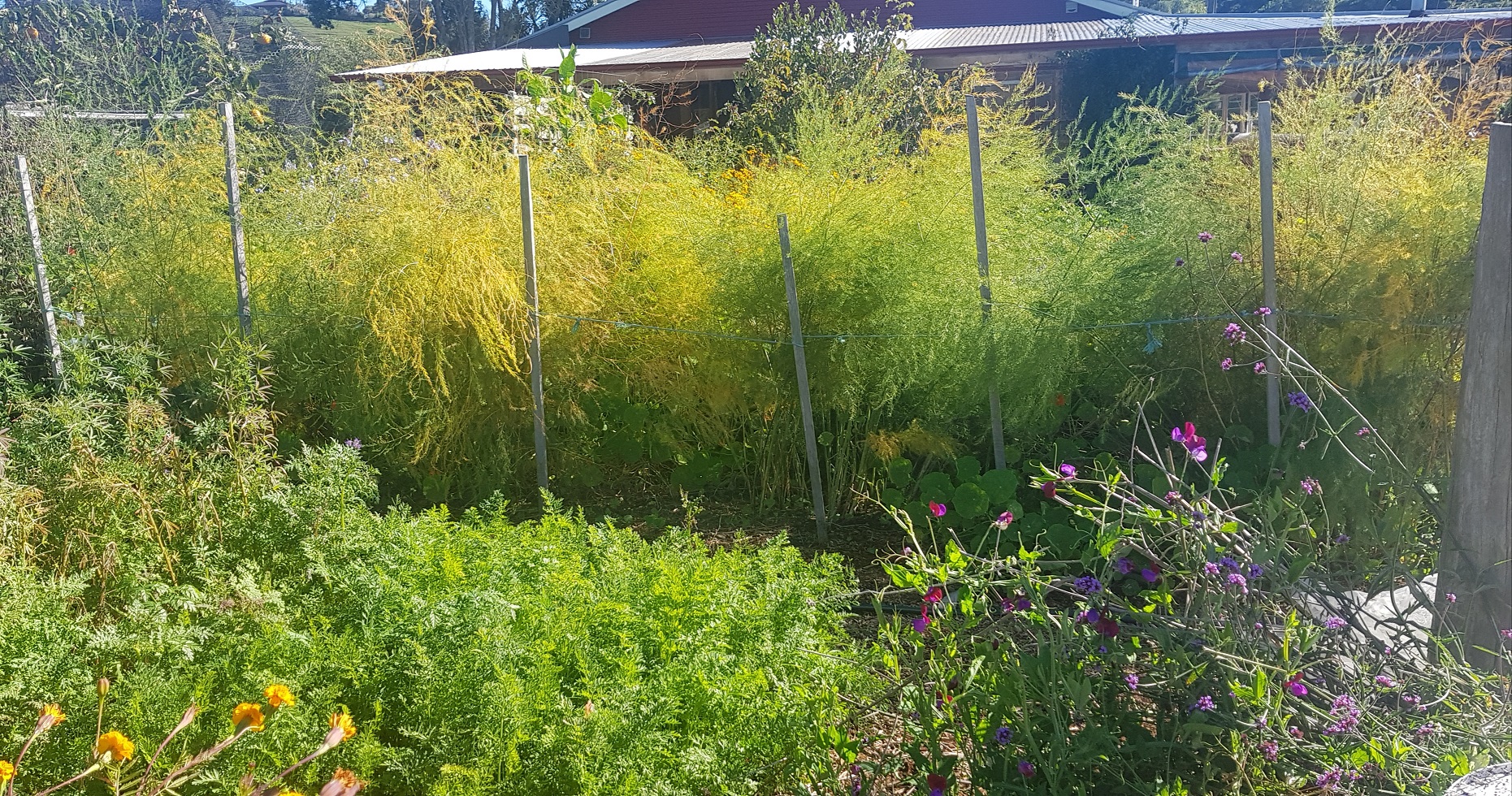 the asparagus is at the end of its run - the ferns are browning off