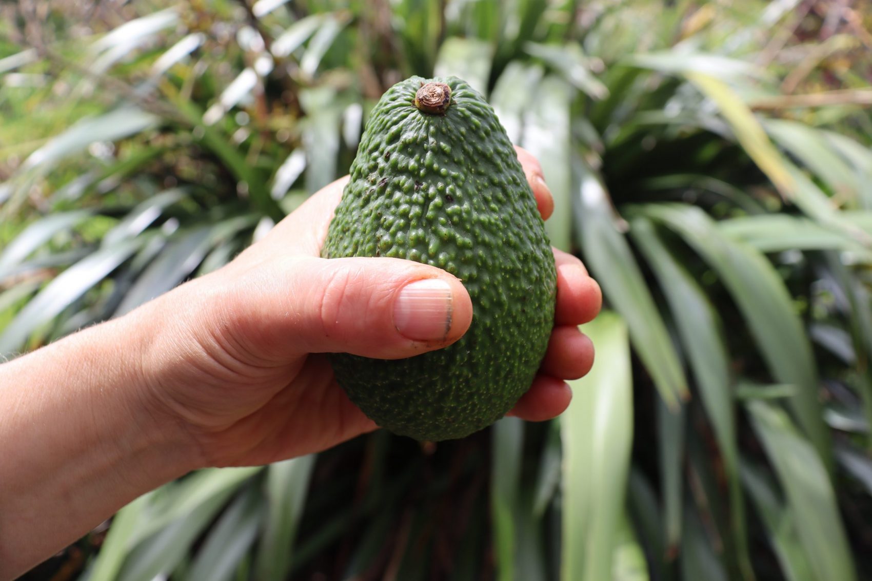 testing avocados for size by holding them around the middle