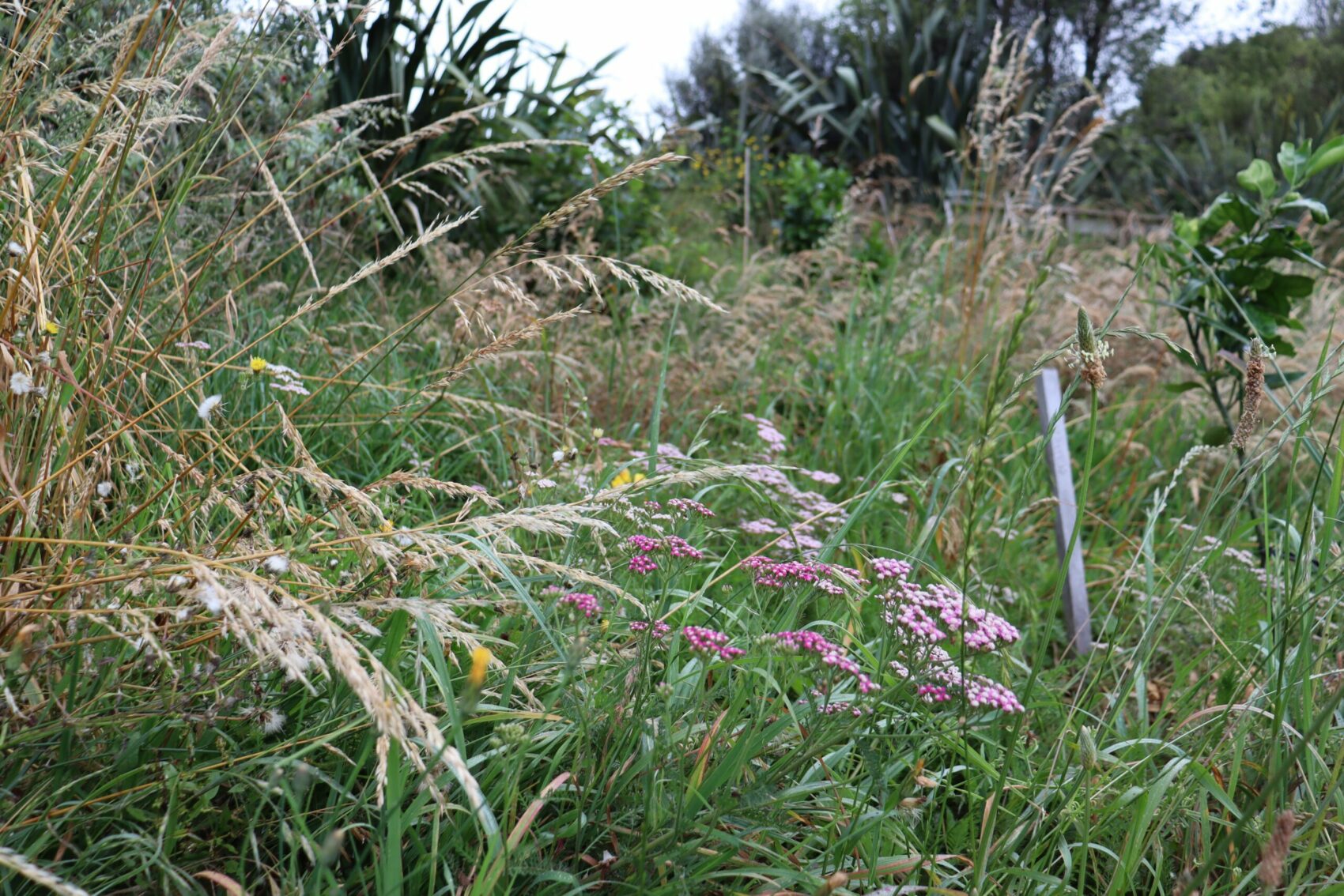 long grasses flowering, yarow, plantain - a wild area