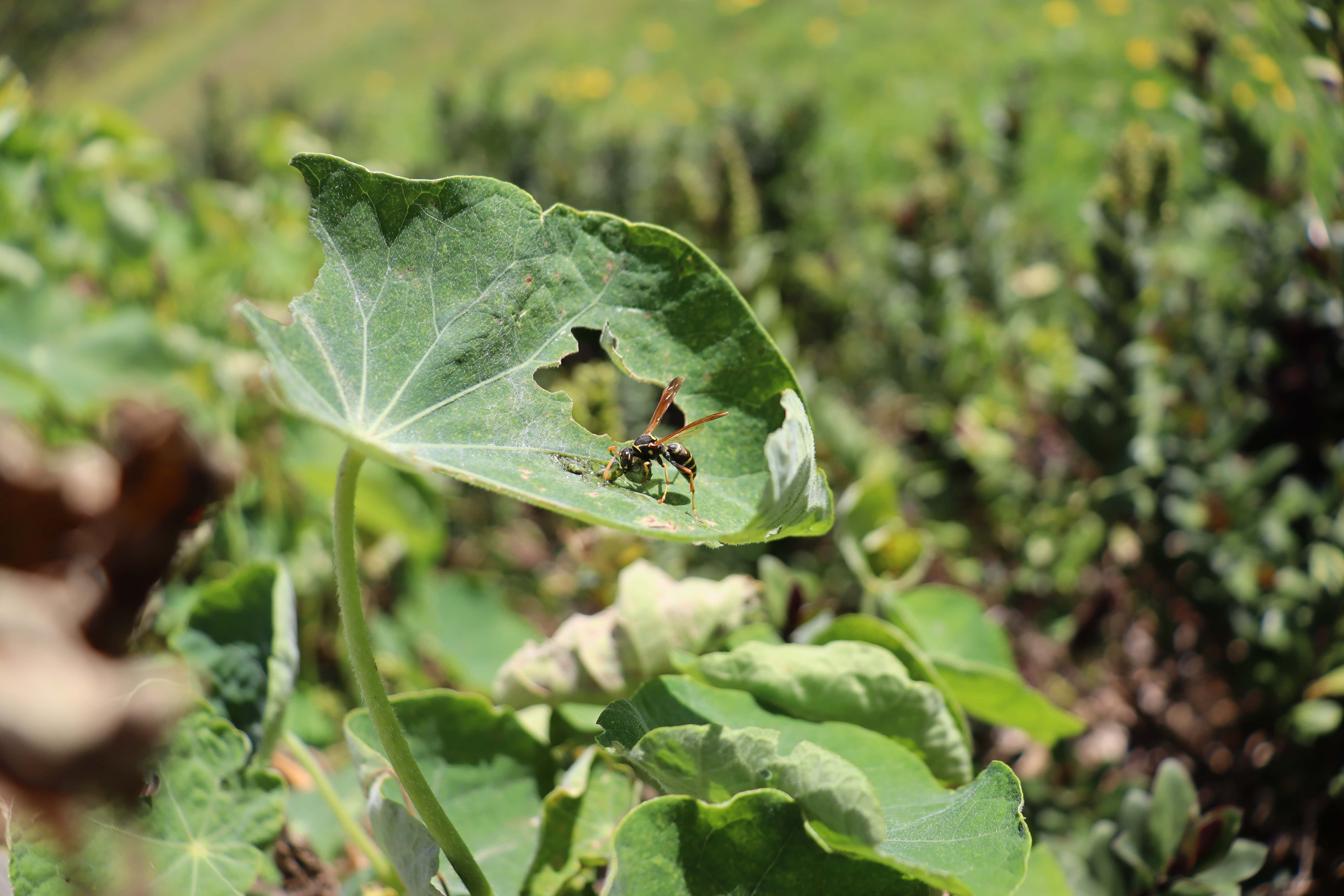 paper wasp eating a cabbage white caterpillar