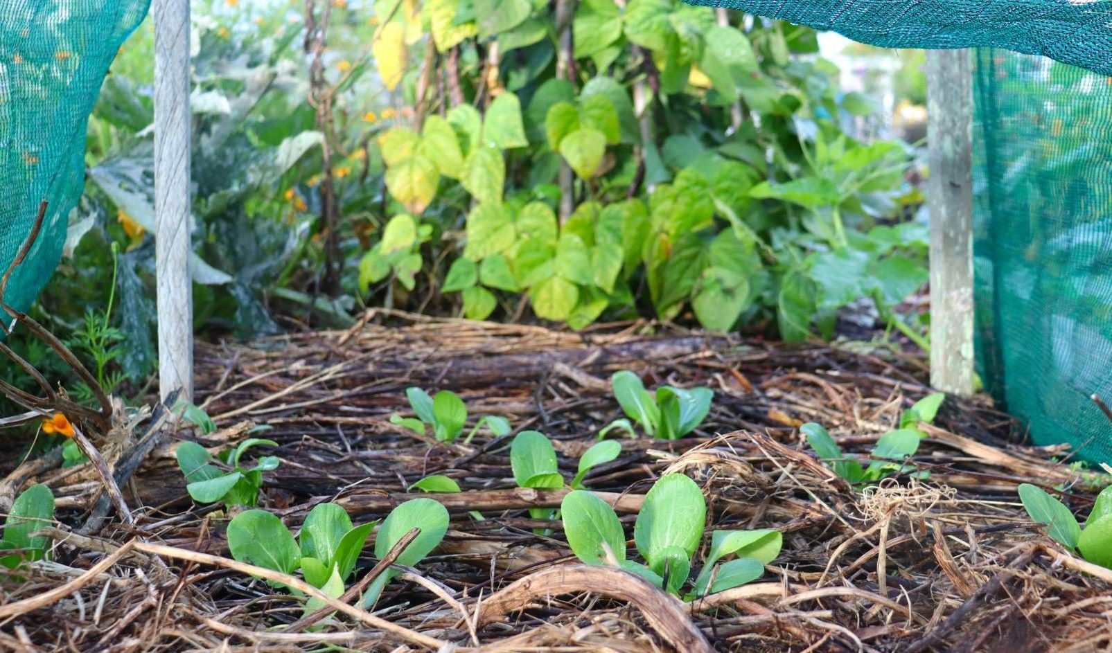 bok choy under shadecloth