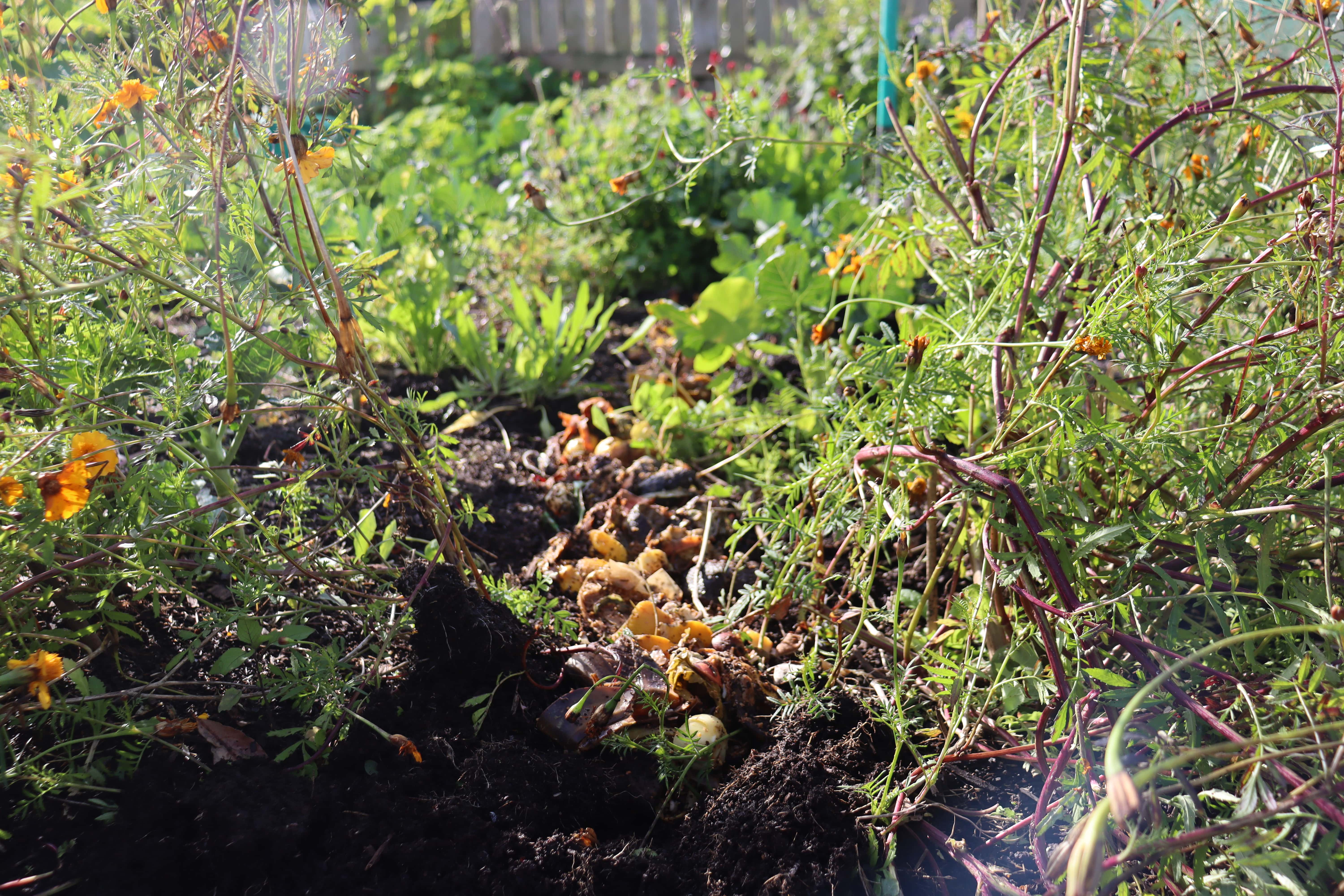 Trenching finished bokashi up the centre of the brassica bed
