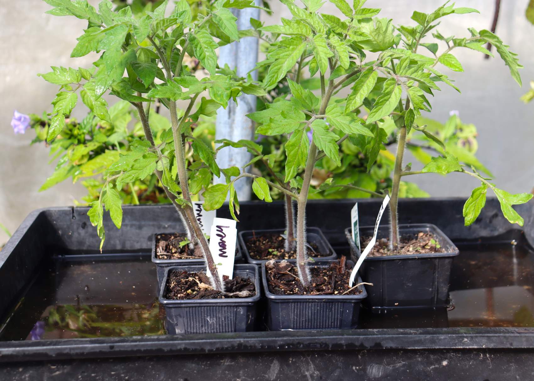 soaking tomato seedlings in a tray of water before planting