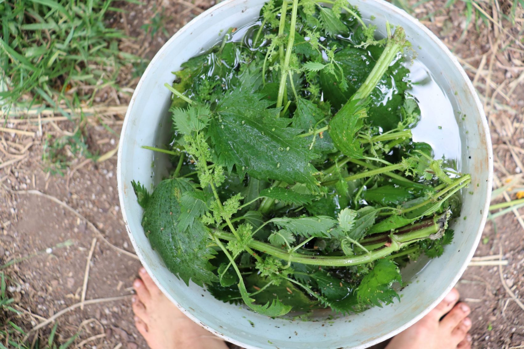 stinging nettle stacked into a bucket and covered with water