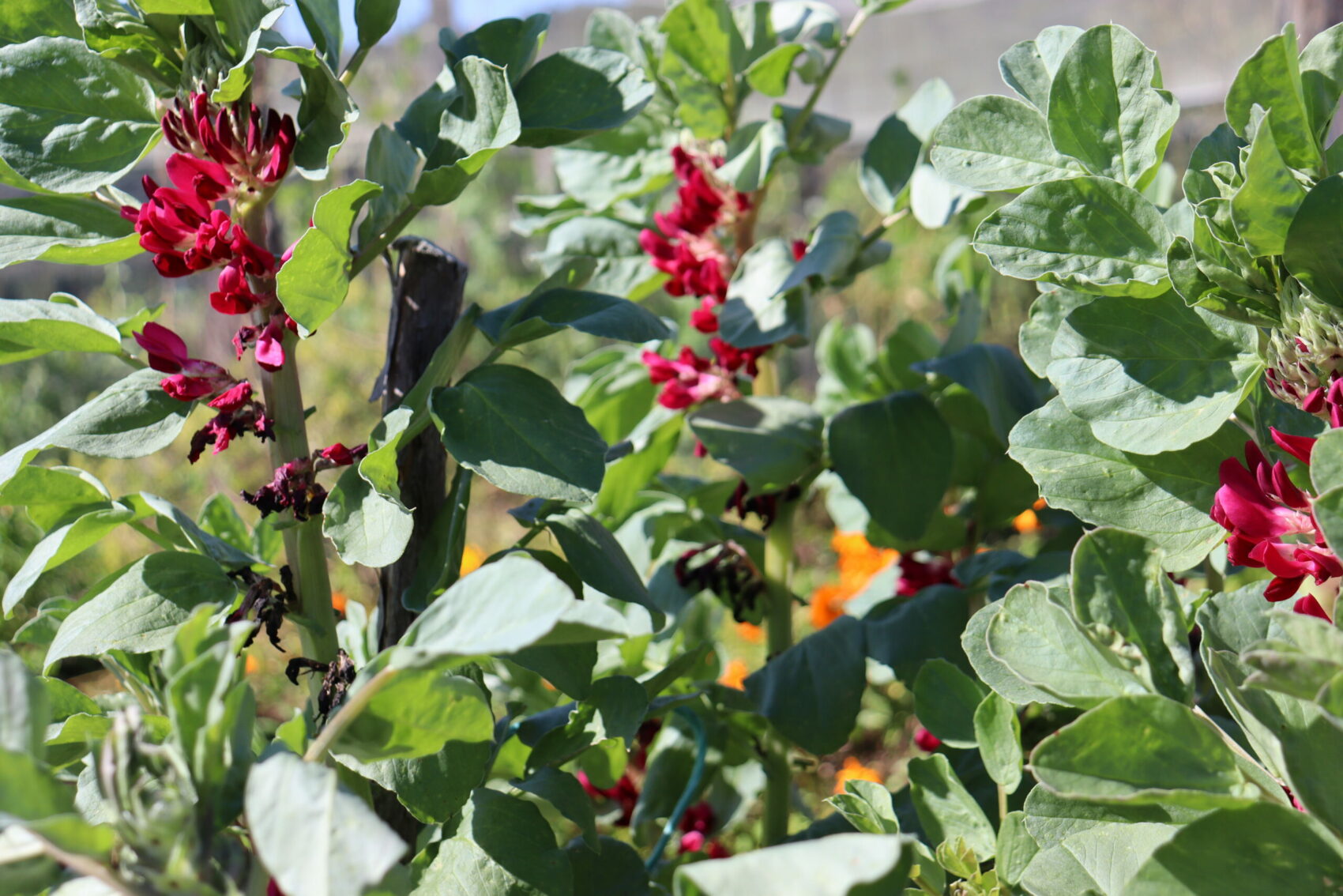 July In The Vegie Patch + Chooks In The Greenhouse