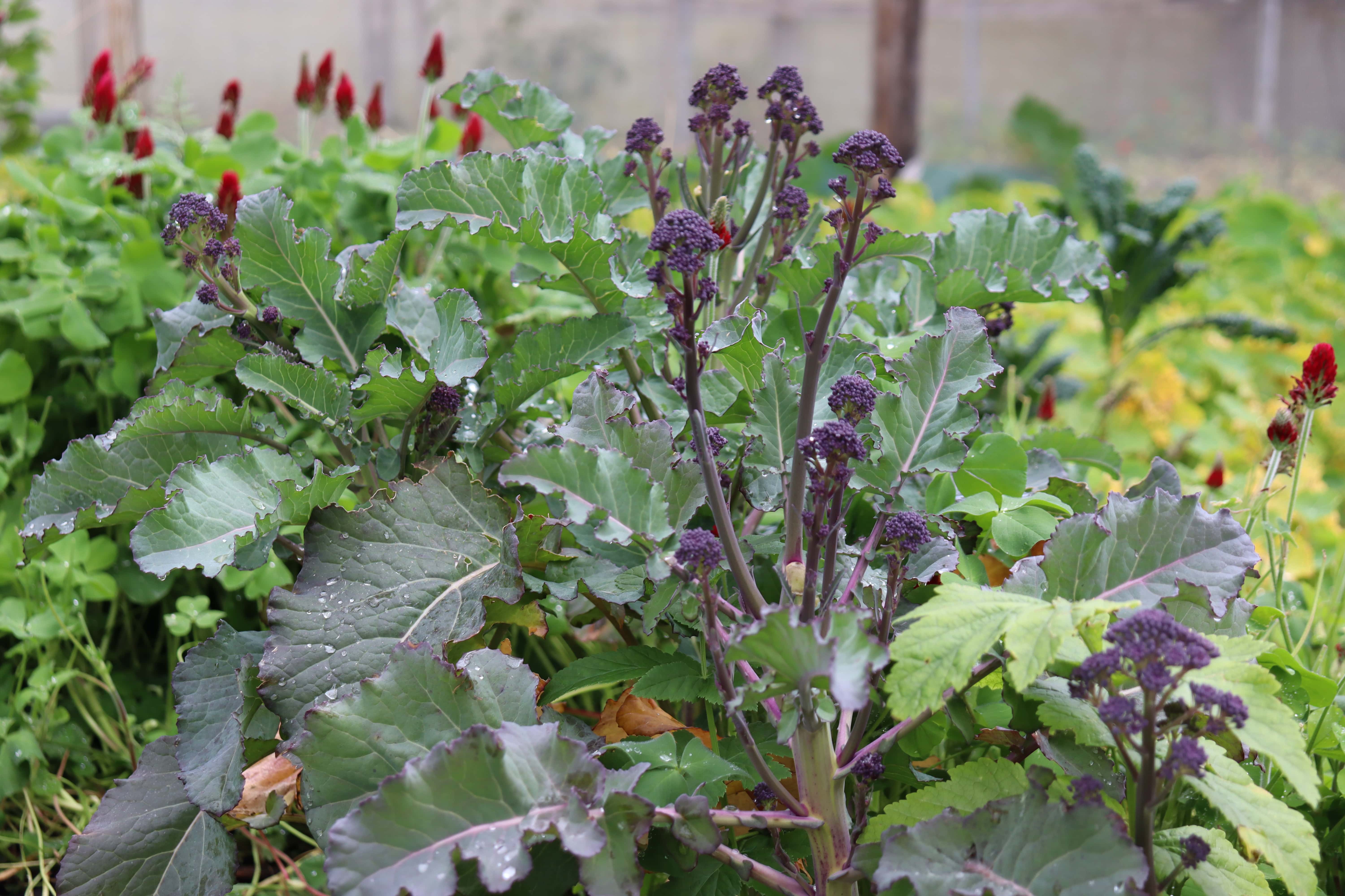 Purple Sprouting Broccoli underplanted with redclover parsnips and red clover