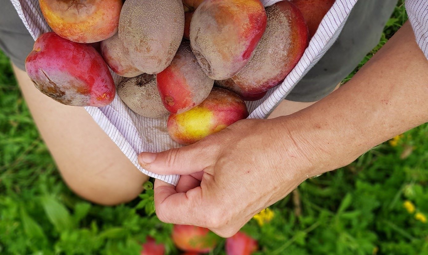 August Fruit Tree to-do List