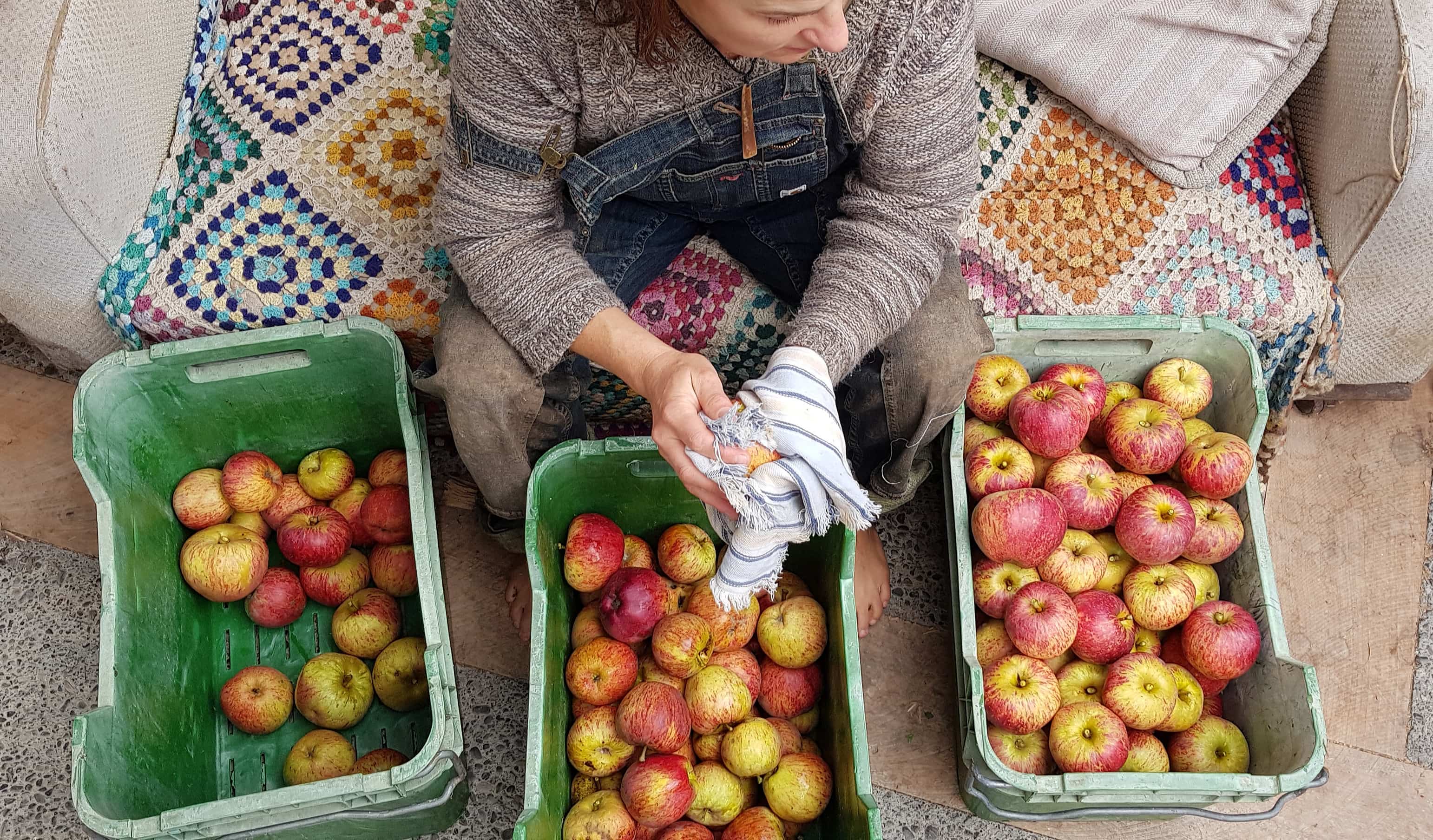 Captain Kidd apples being sorted and harvested Edible backyard NZ