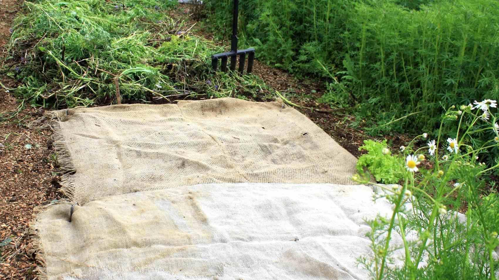 carrot seed under the sacking to protect the seed from birds and weather
