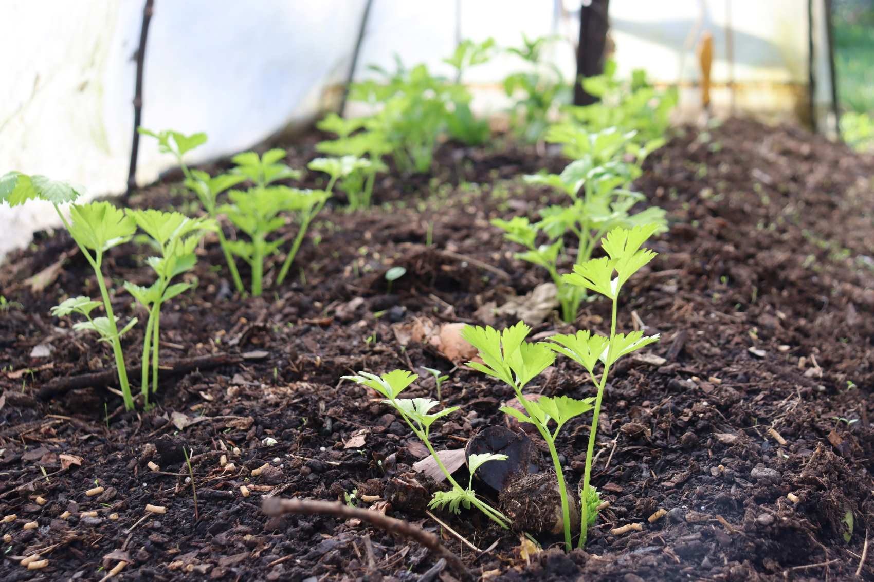 August in the Vegie Patch + Greenhouse