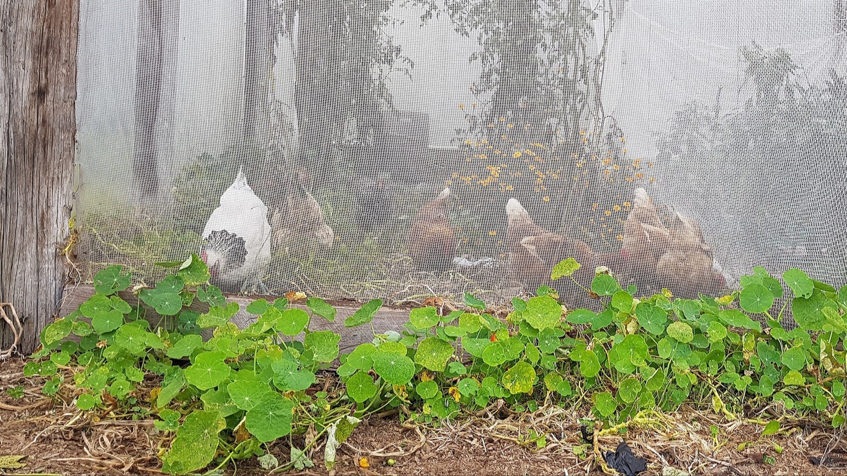 July In The Vegie Patch + Chooks In The Greenhouse