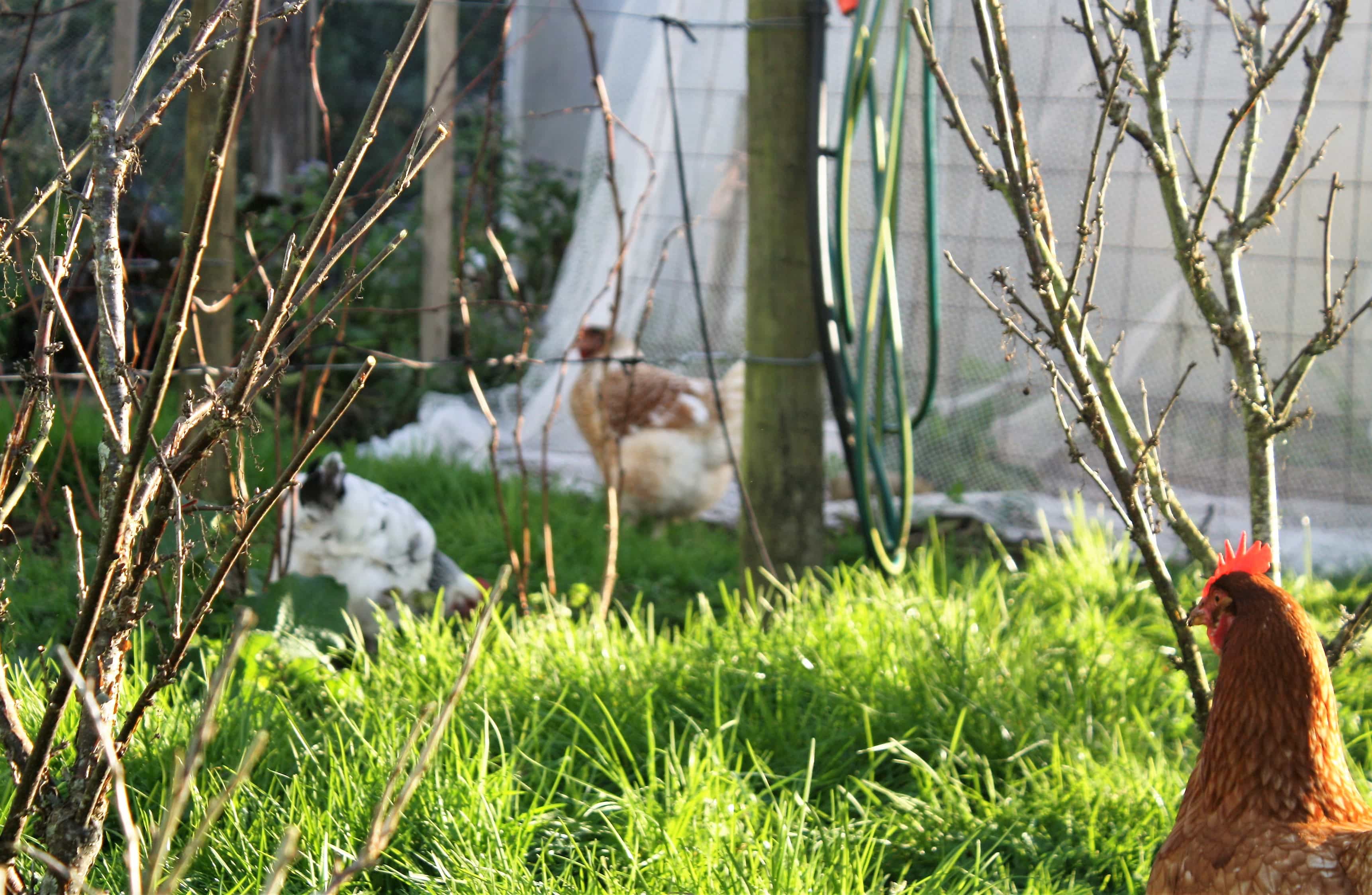 chooks in the berryhouse