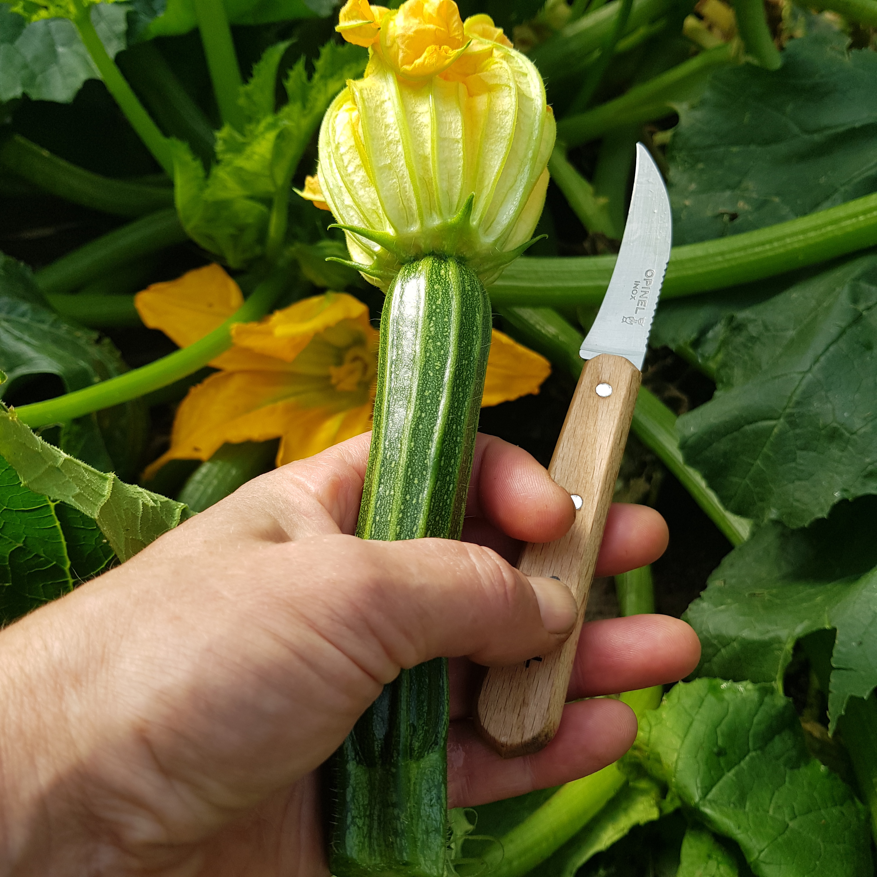 Harvesting cocozelle zuchinni