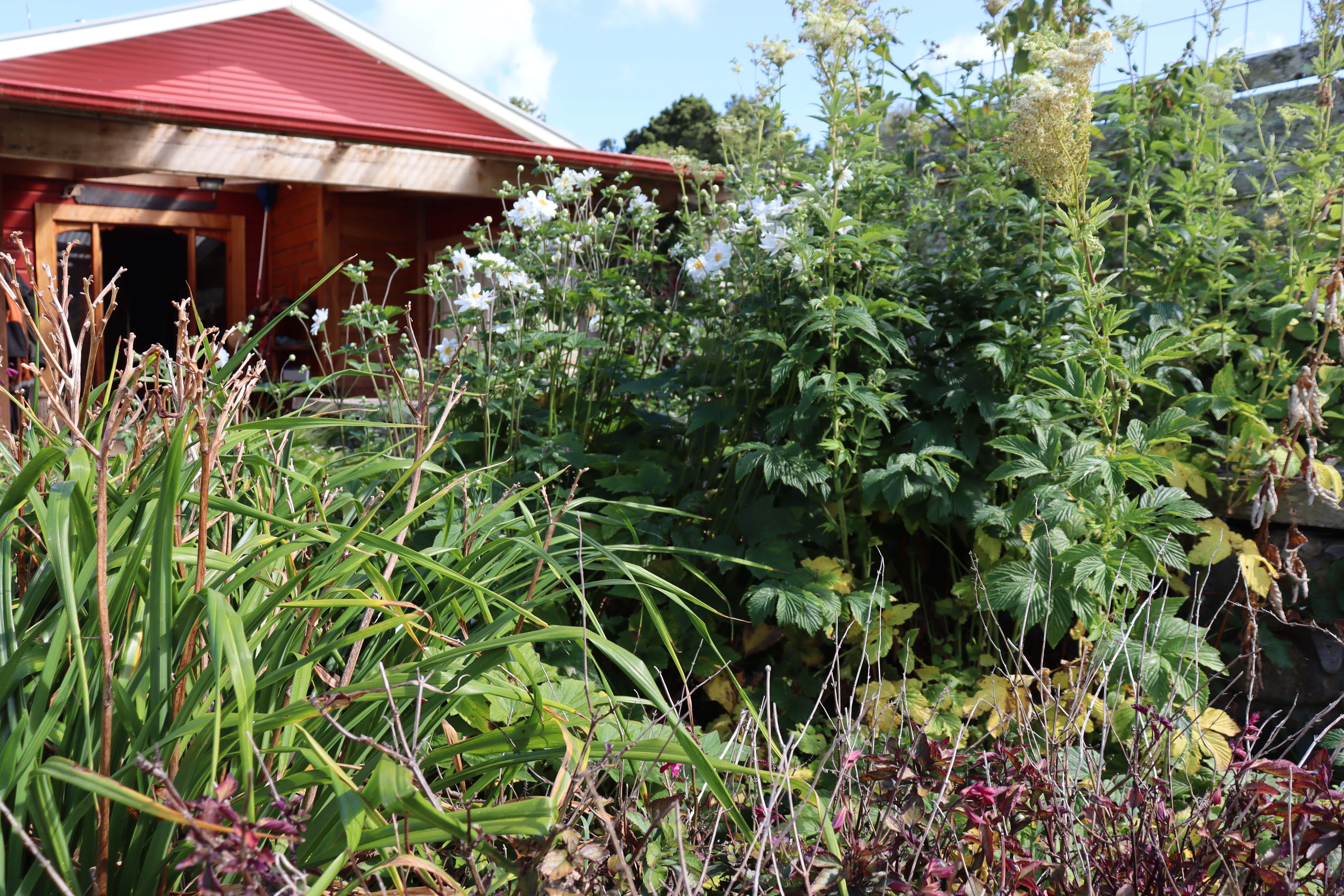 Anenomes are 1.5m high, white flowering gorgeous companion plants