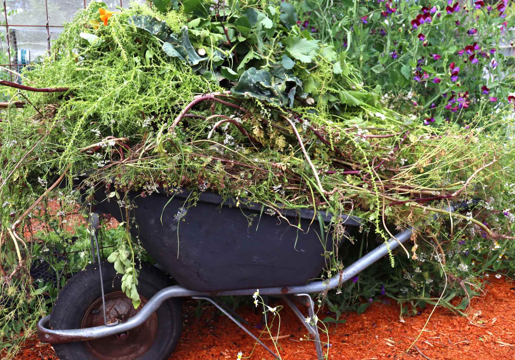 a barrow load of garden waste ready for compost