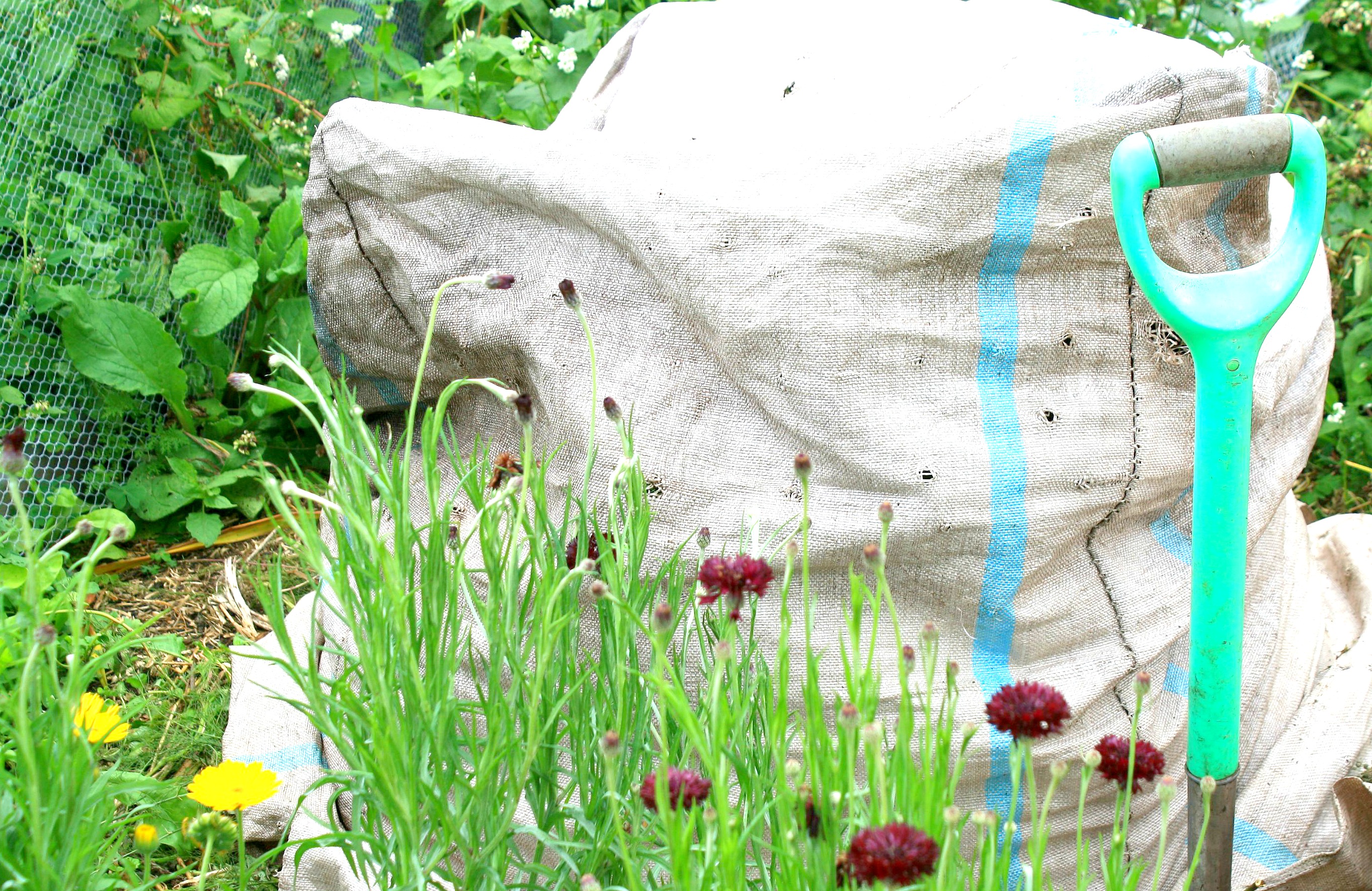 compost pile