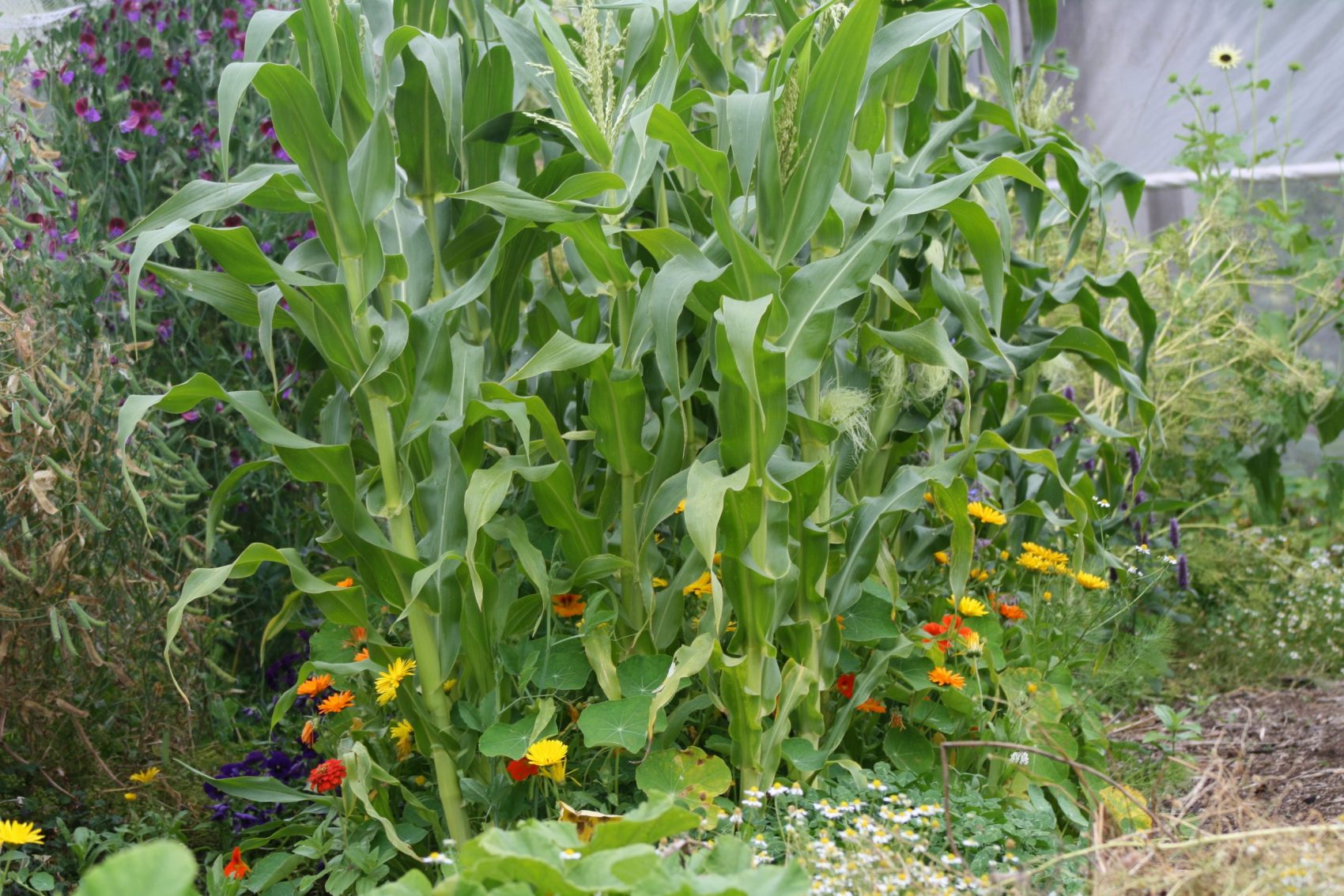 corn sweetpeas calendula and chamomile and sunflowers