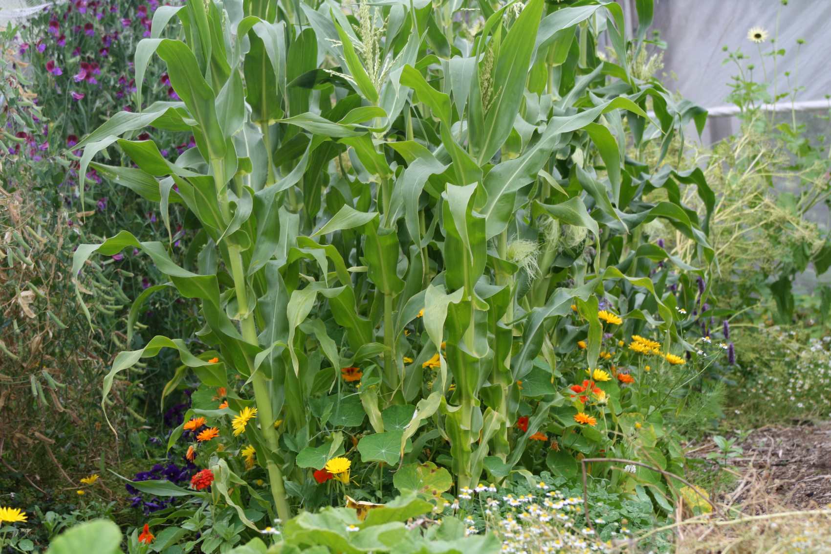 corn growing with calendula, nasturtium, soya beans