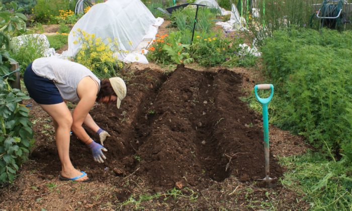 planting seed potatoes
