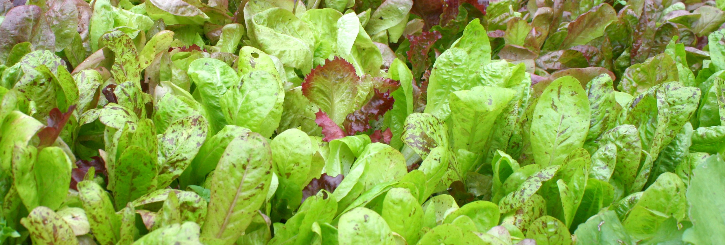 cut and come again salads