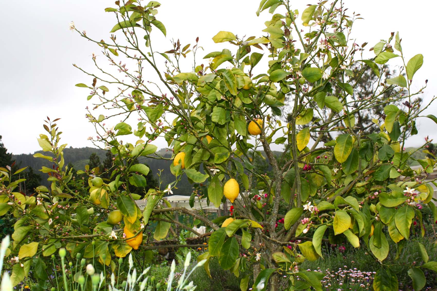Lime tree loosing its leaves