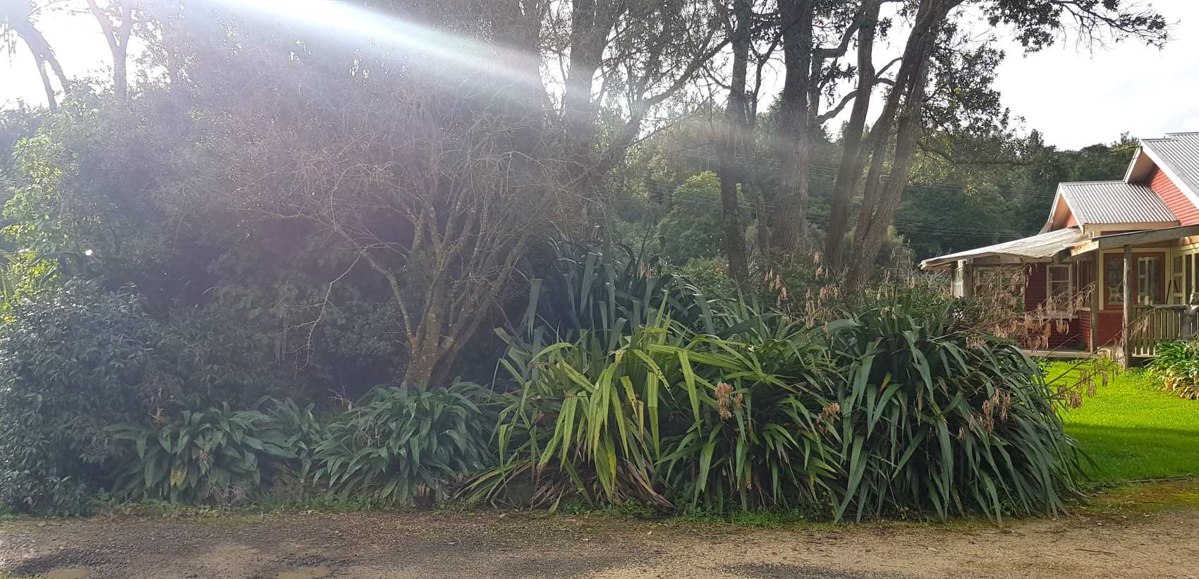 densely planted natives alongside the driveway to capture water