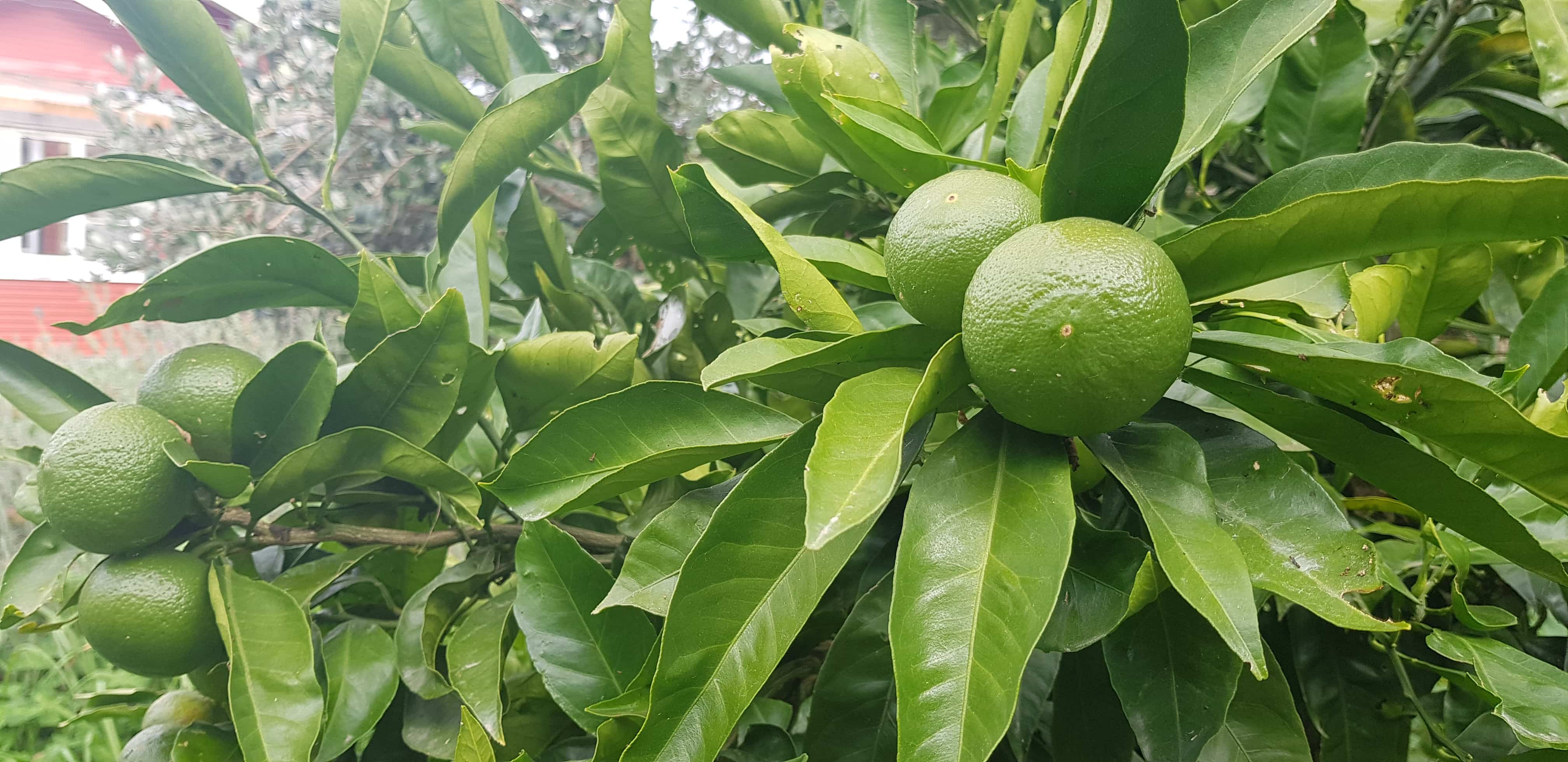 Developing mandarin fruits are a good size and healthy Edible backyard NZ