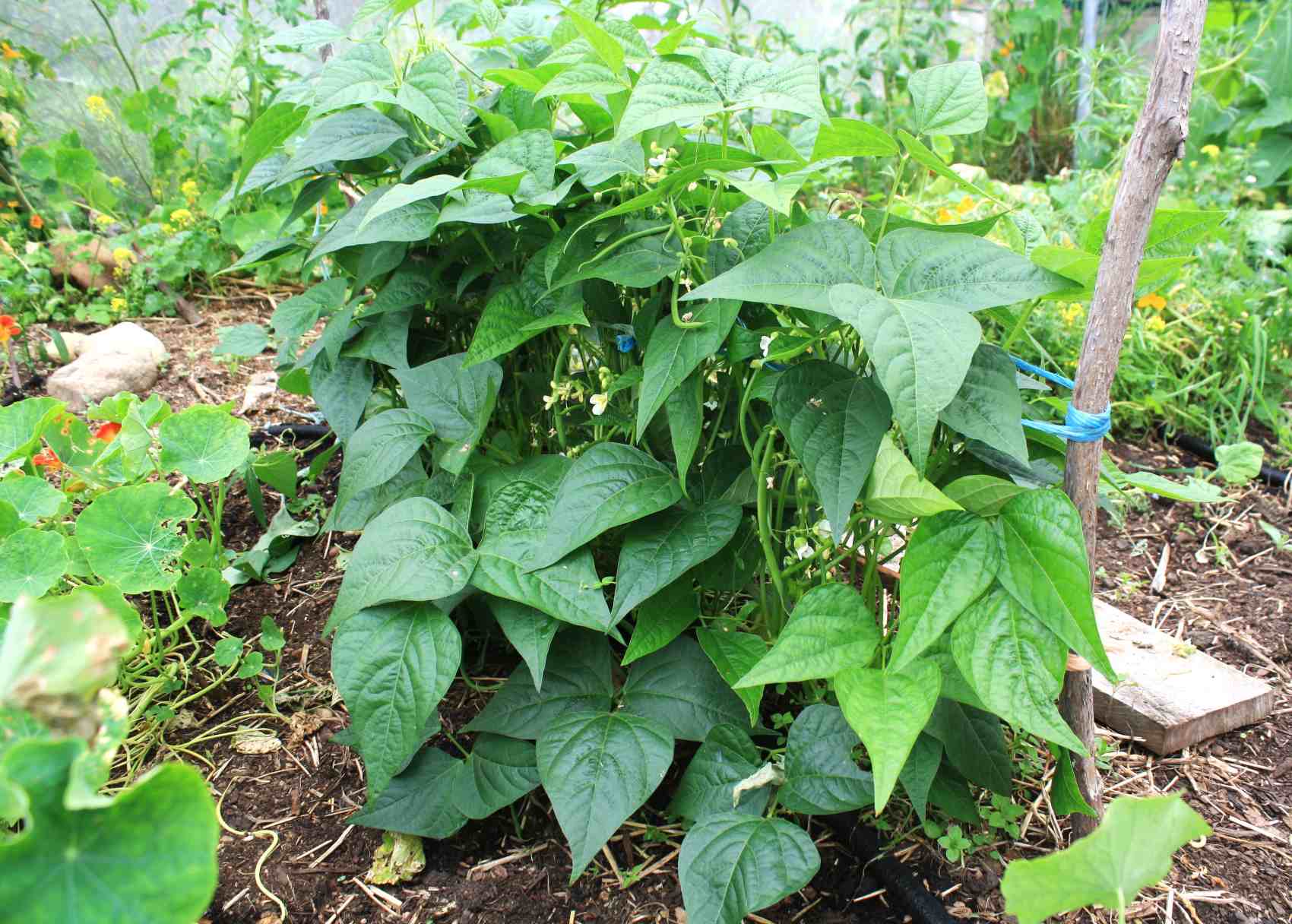 dwarf beans in the greenhouse