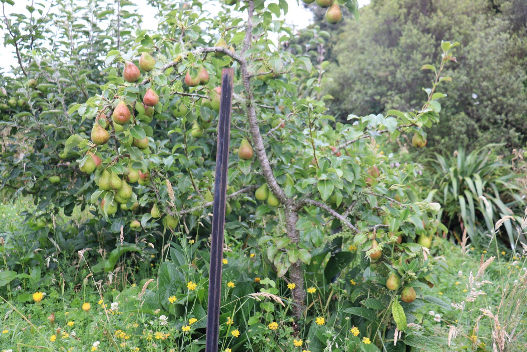 Belle du Jumet pears