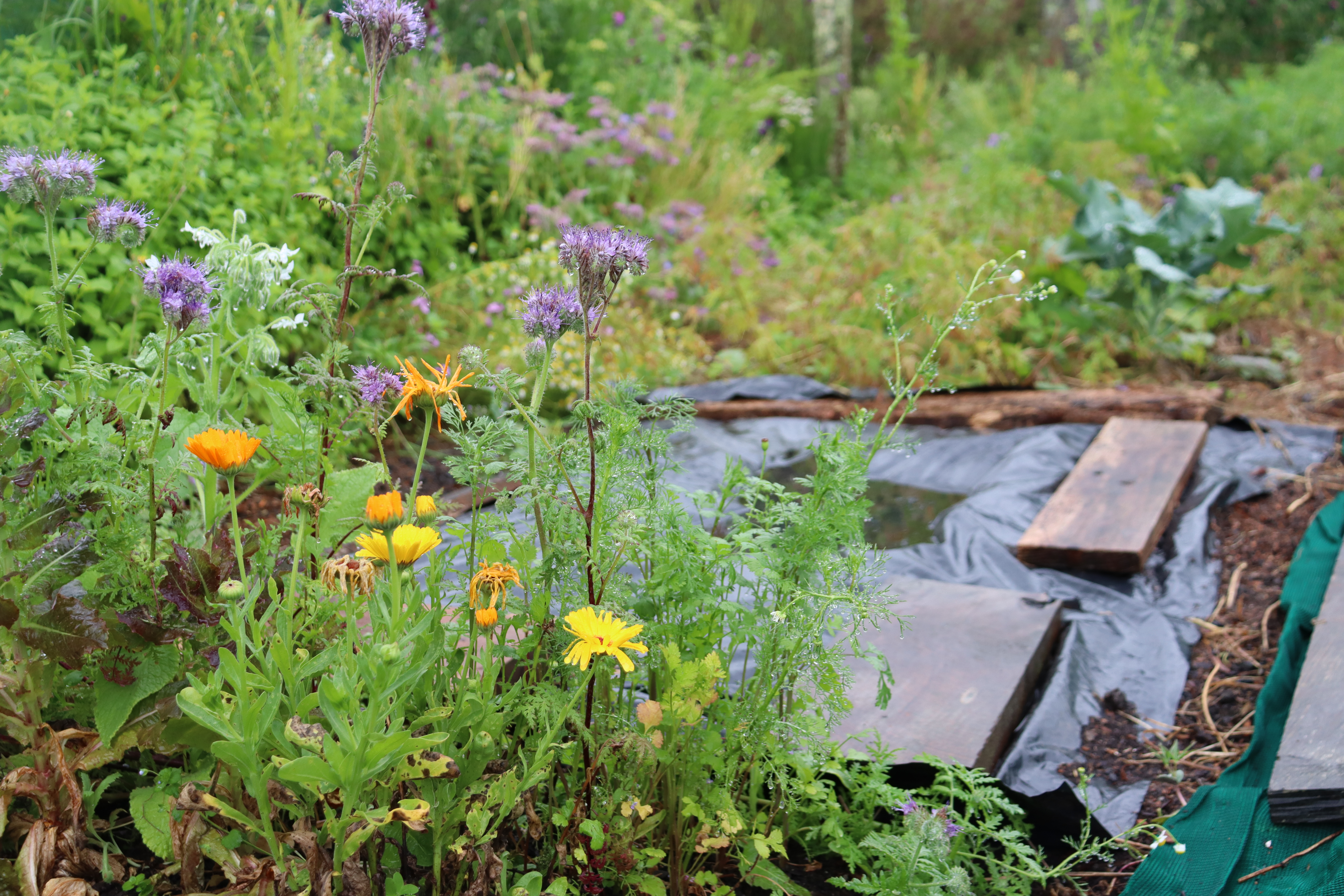 September In The Vegie Patch + Greenhouse