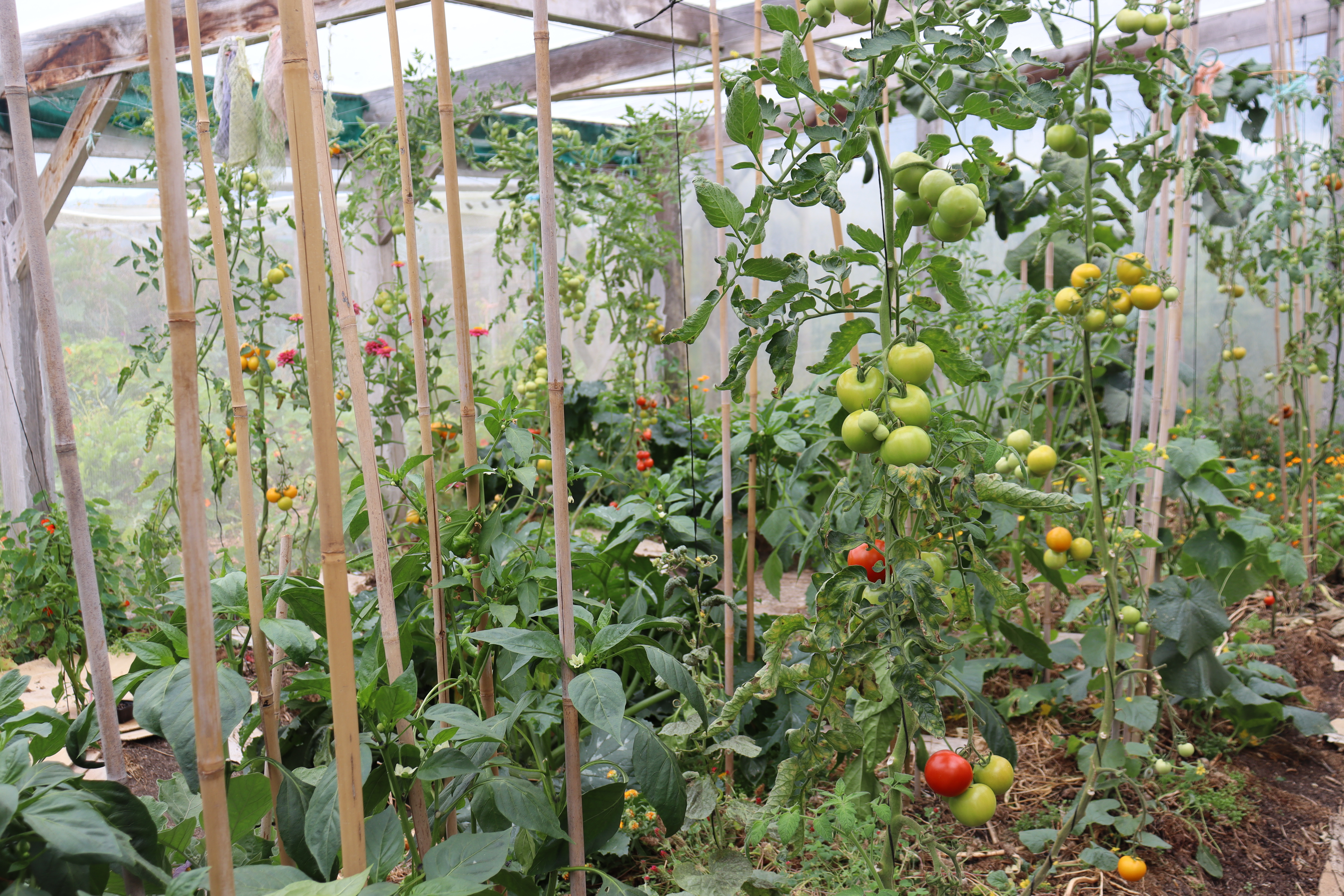february in the greenhouse - tomatoes, peppers, cucumbers