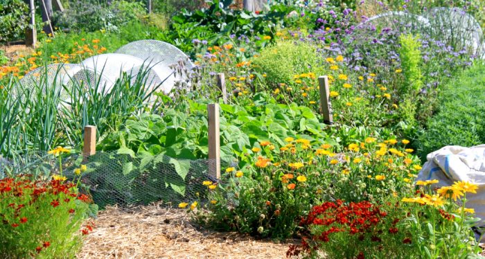 feb in the vegie garden