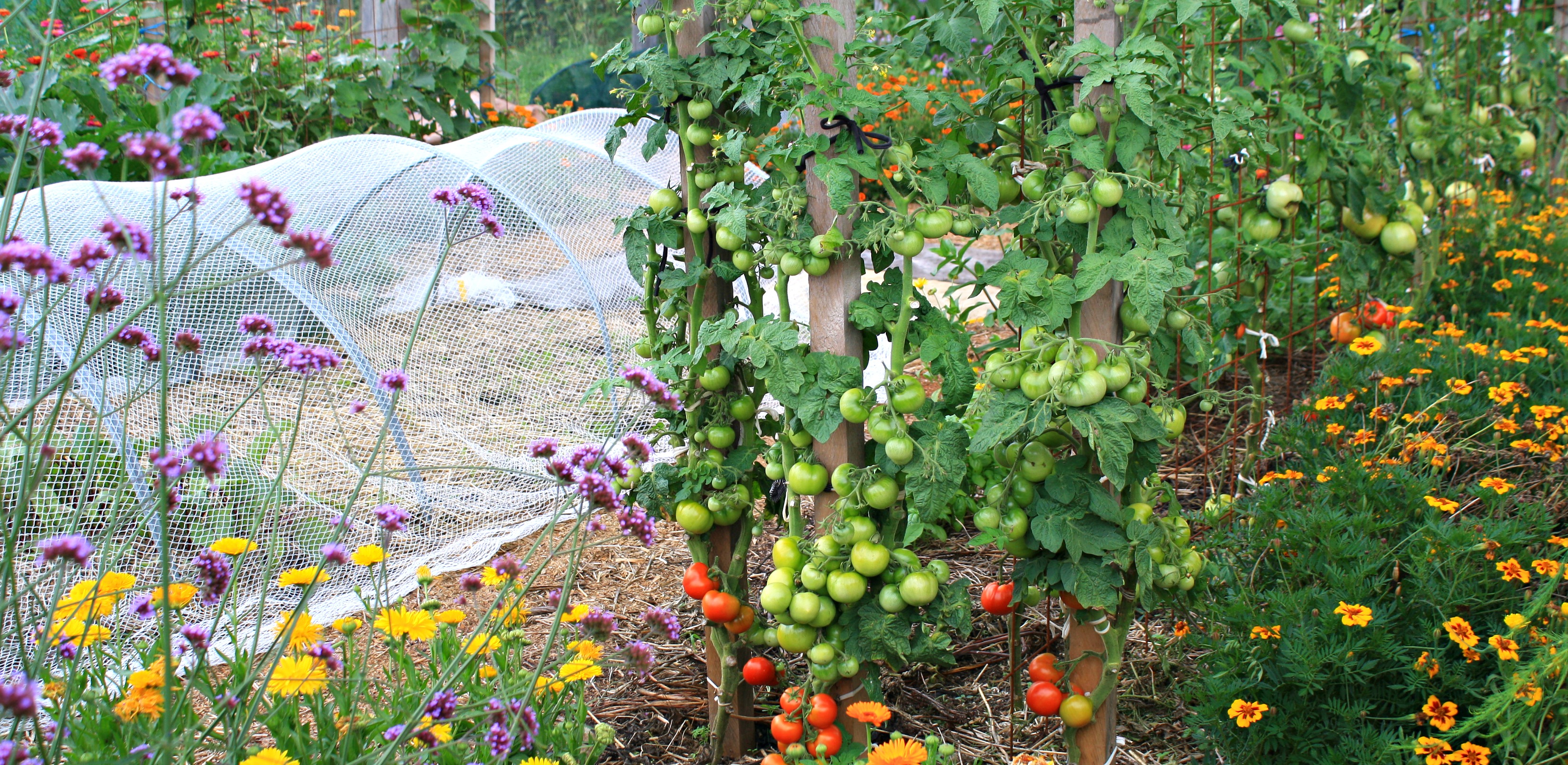 Feb Tomatoes