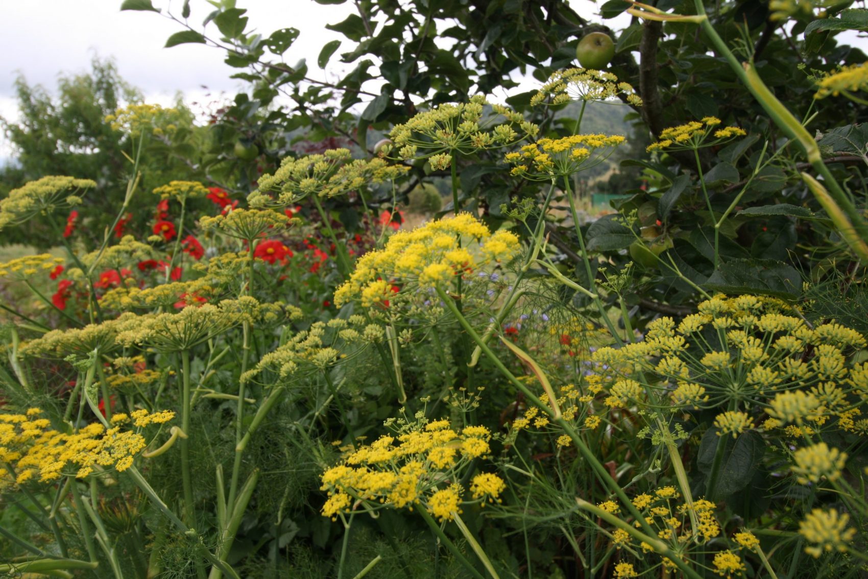 Fennel and dahlias and comfrey growing beneath an appleath fruit trees