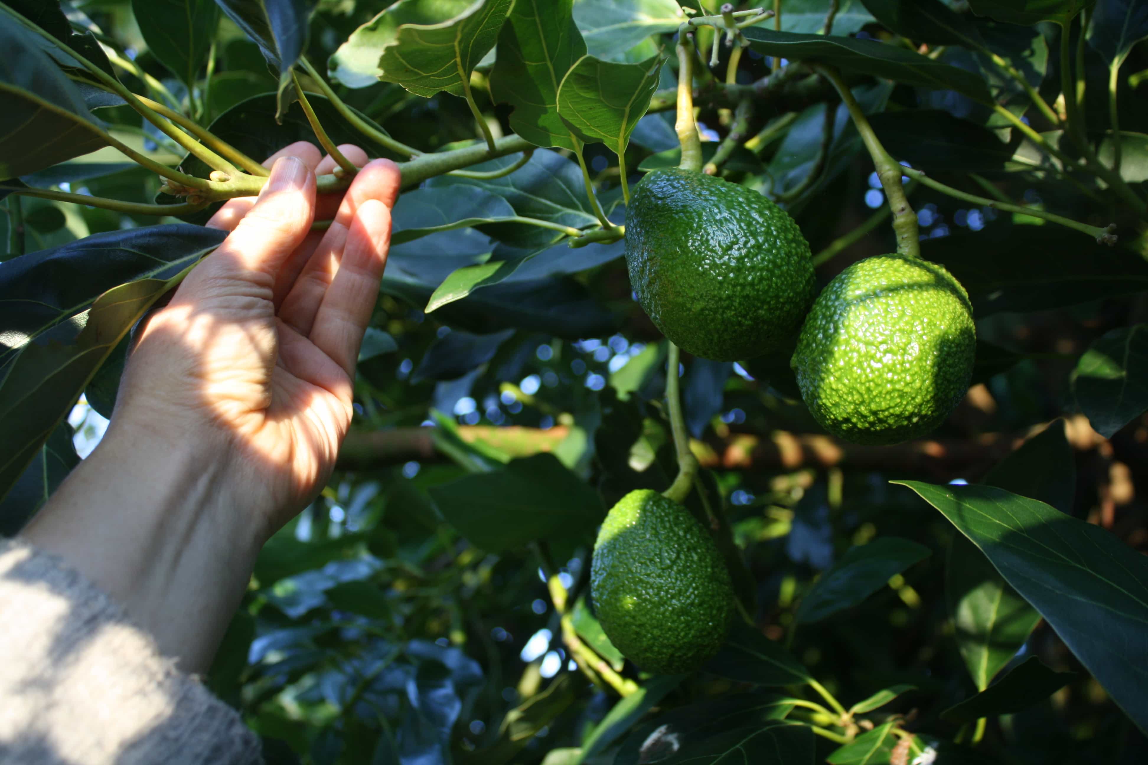flowers and fruits coming on new avocado wood ediblebackyard n