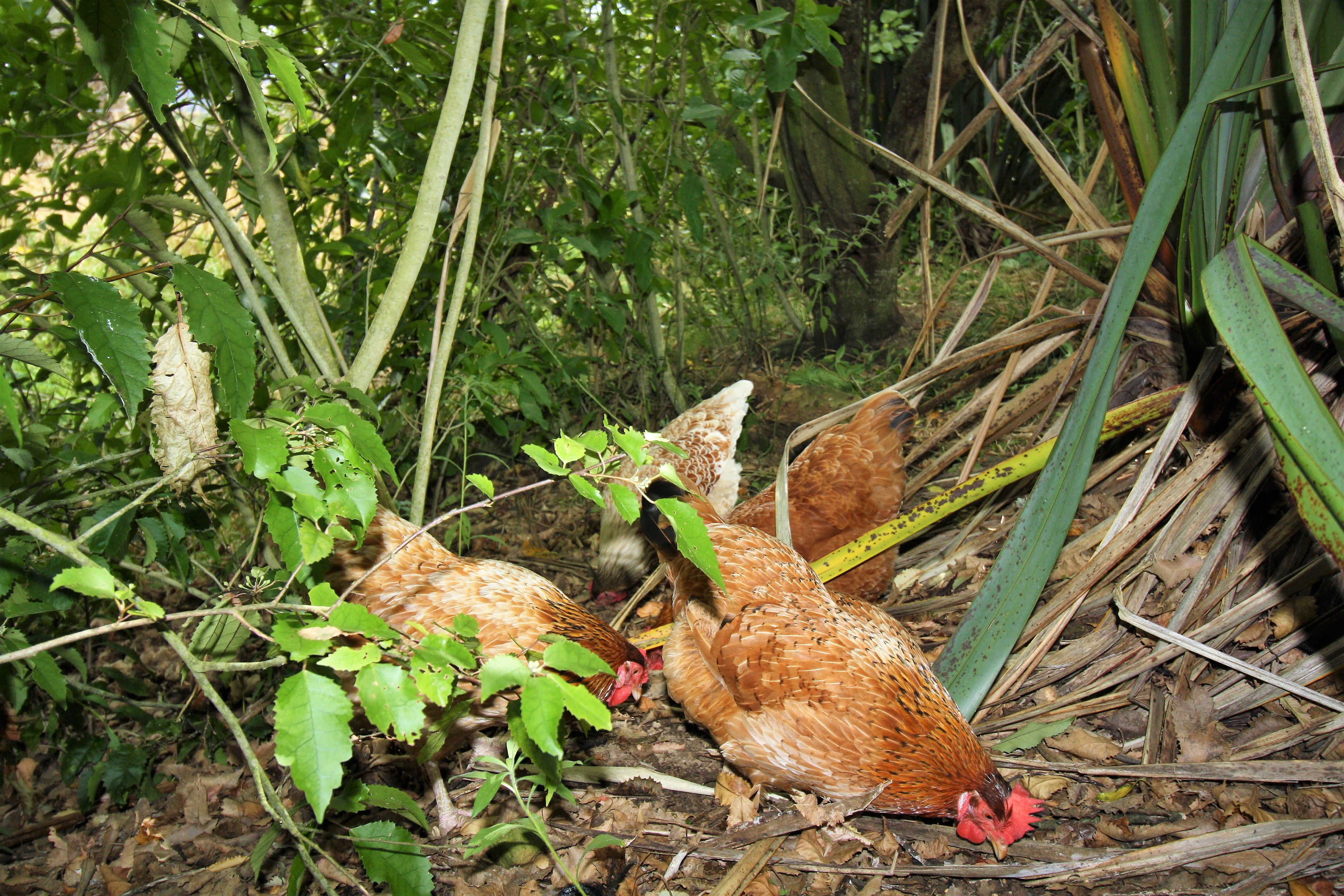chook forest