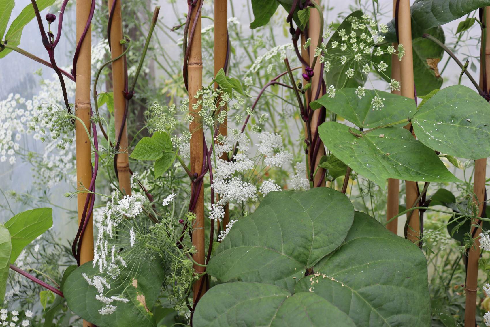 September In The Vegie Patch + Greenhouse