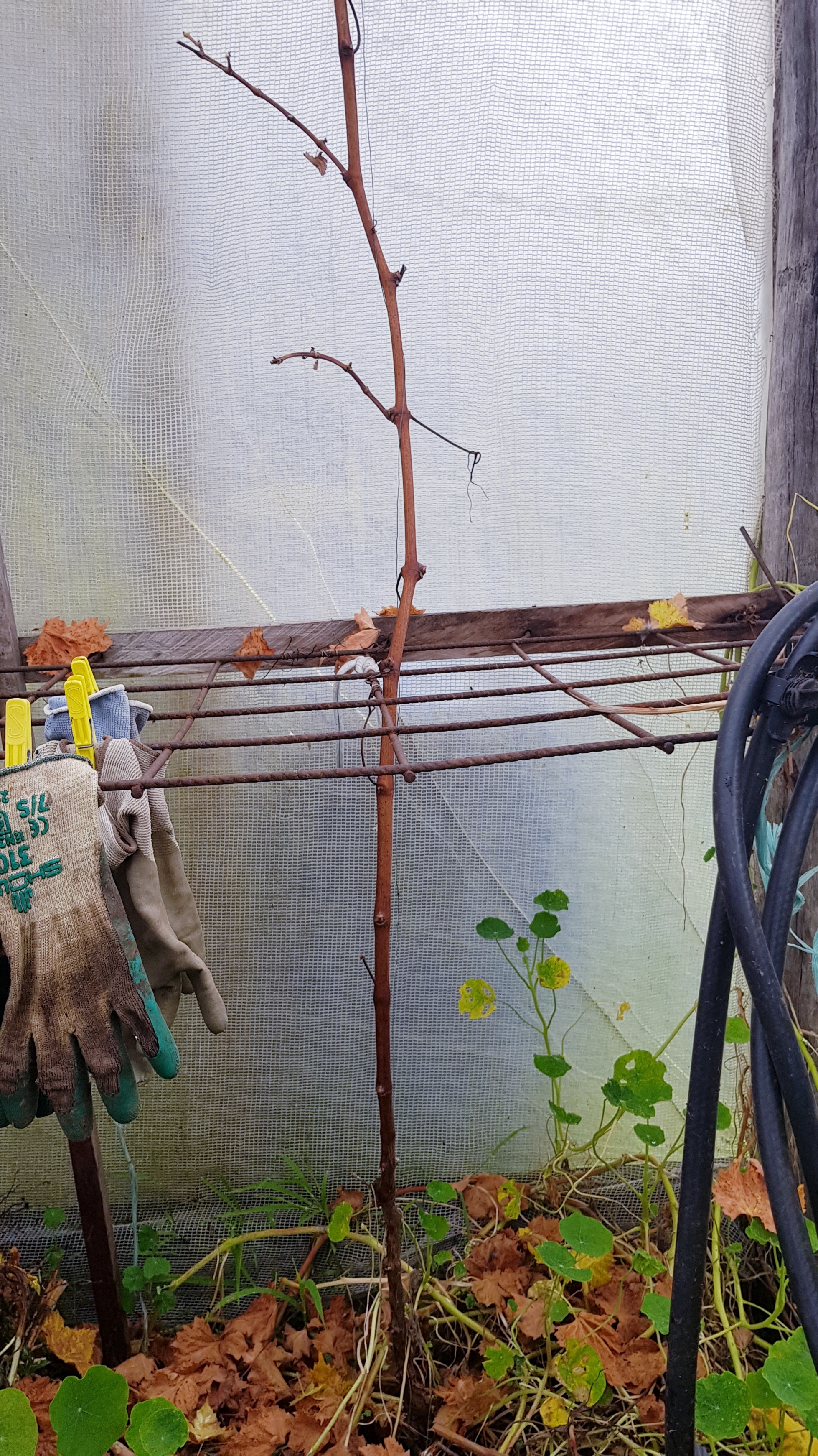 2 year old greenhouse grape after pruning - 1 leader