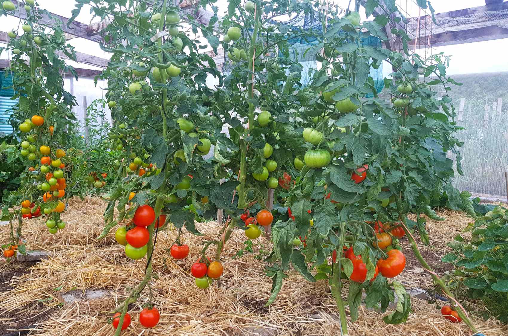 greenhouse tomatoes thriving